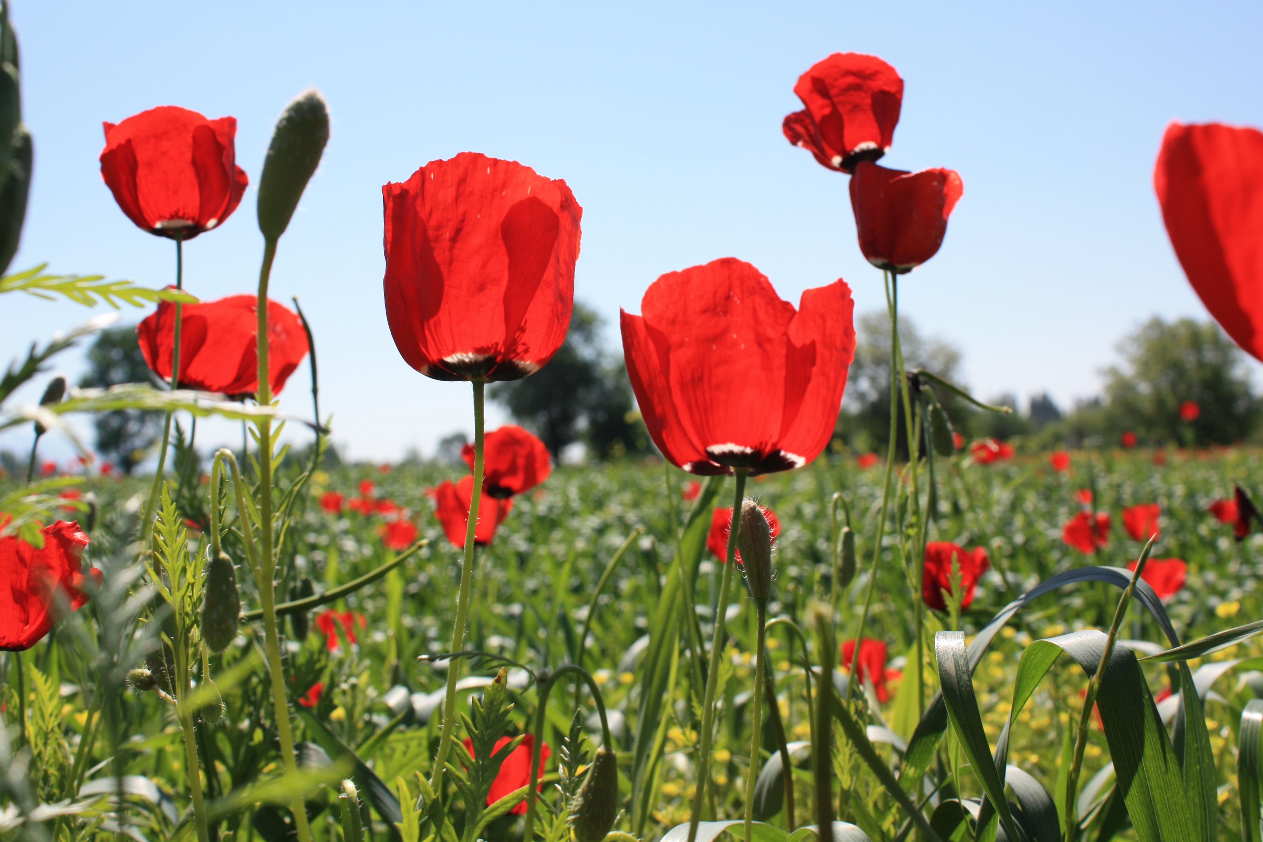 Vibrant Red Poppies in a Sunny Field Landscape · Free Stock Photo