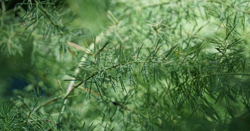 Artemisia Annua : Propriétés Médicinales 2026