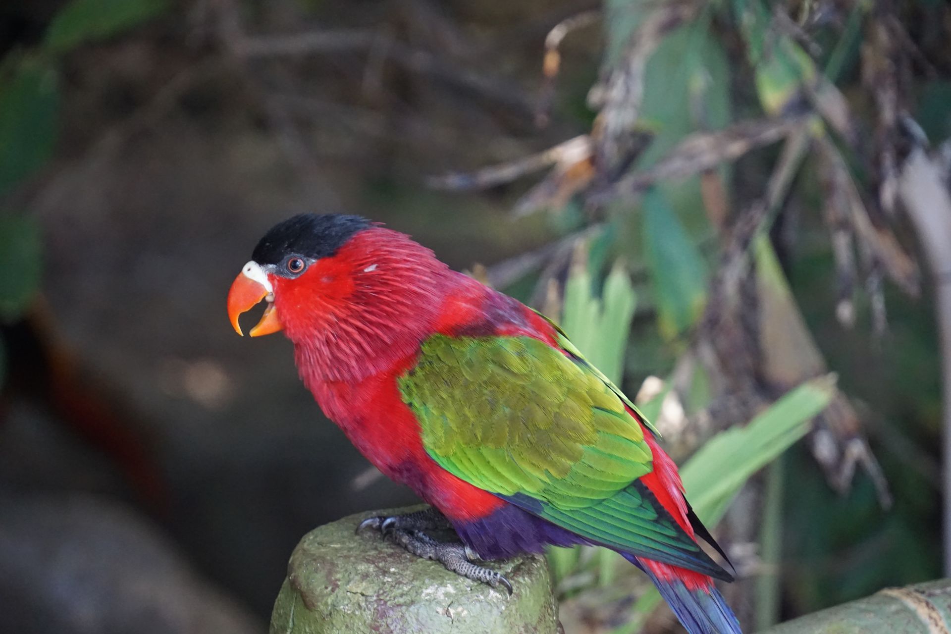 A vibrant red and green parrot perched on a branch amidst lush foliage.
