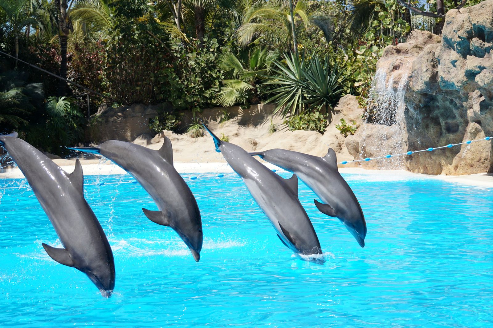 Dolphin Images Photos Download The BEST Free Dolphin Images Stock Dolphin images photos download the best free dolphin images stock
