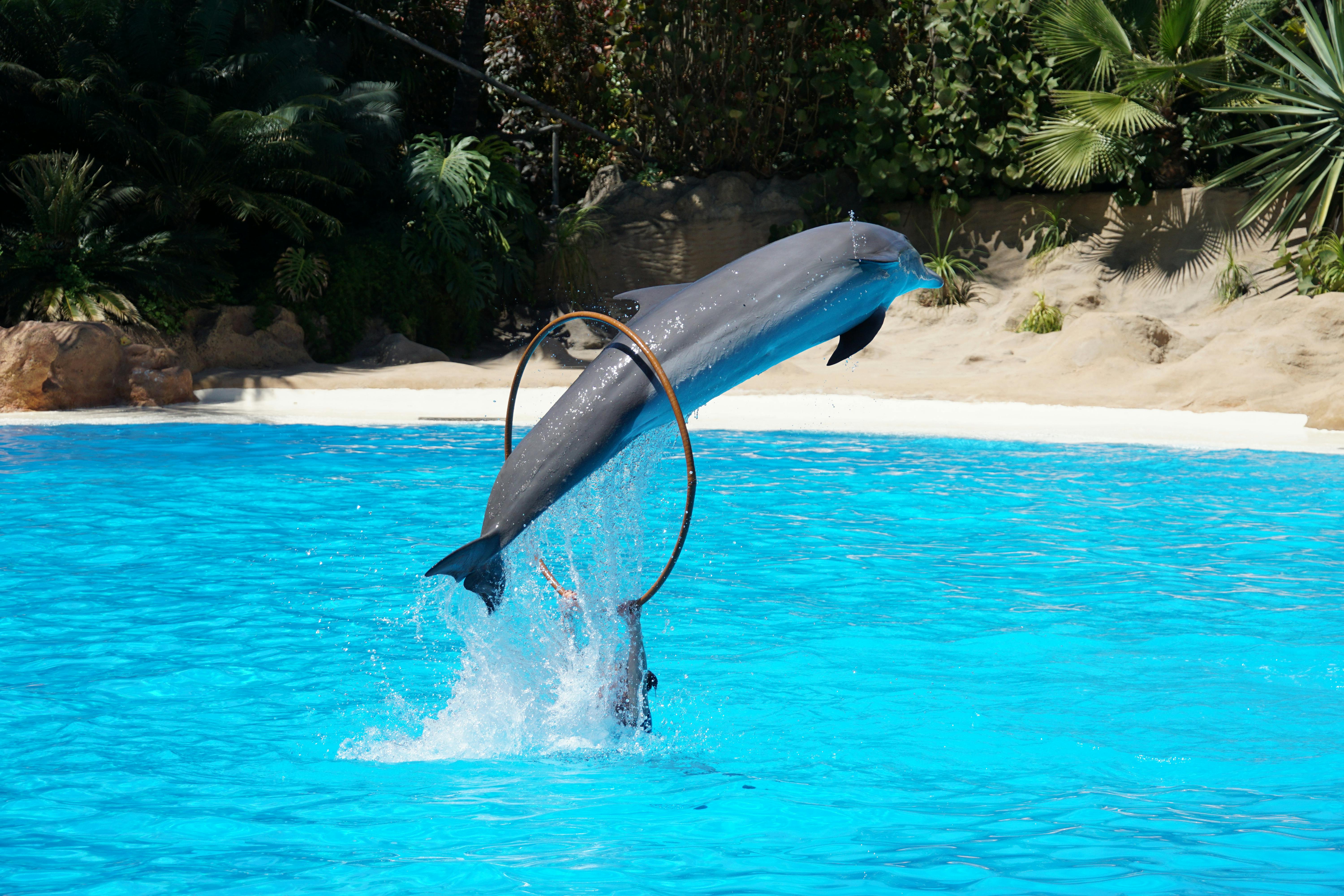Playful dolphin performs a jump through a hoop in a vivid blue pool.