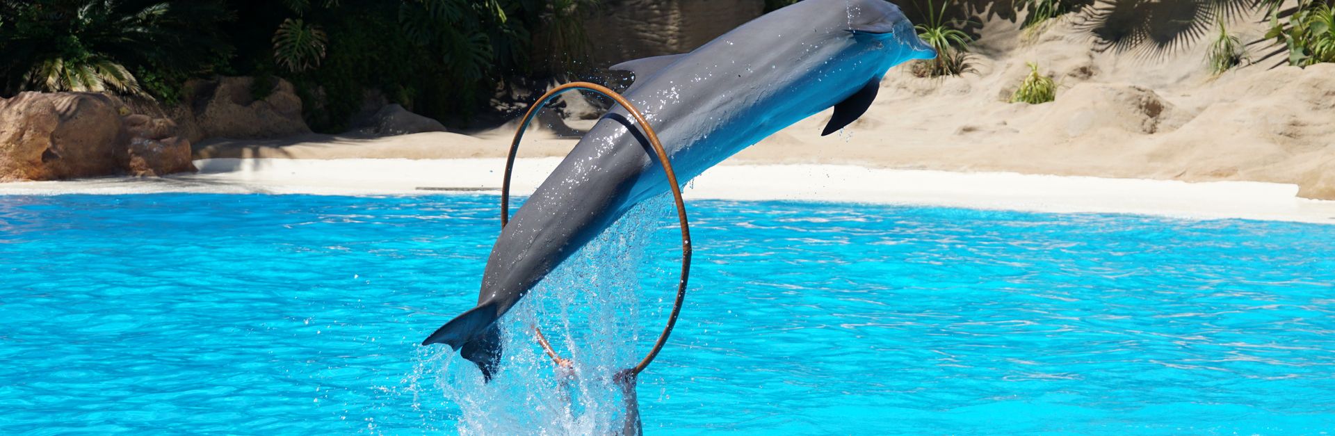 Playful dolphin performs a jump through a hoop in a vivid blue pool.