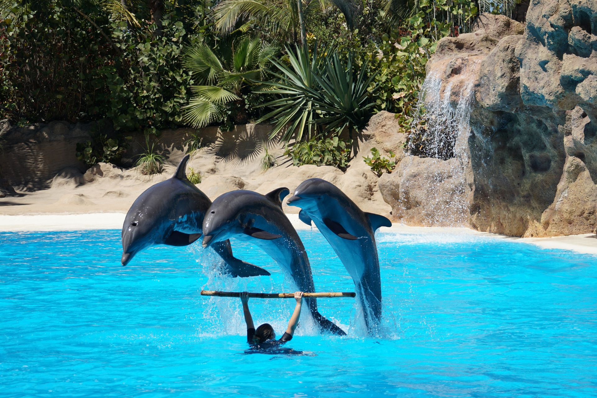 Three dolphins jumping through hoop in a vibrant outdoor aquarium show.