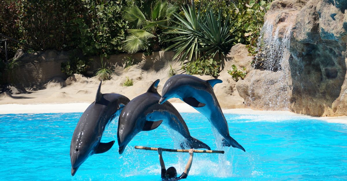 Three dolphins perform a synchronized jump in a vibrant blue pool during a show.