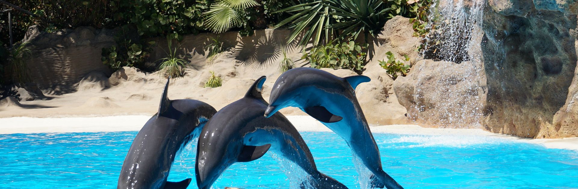 Three dolphins perform a synchronized jump in a vibrant blue pool during a show.