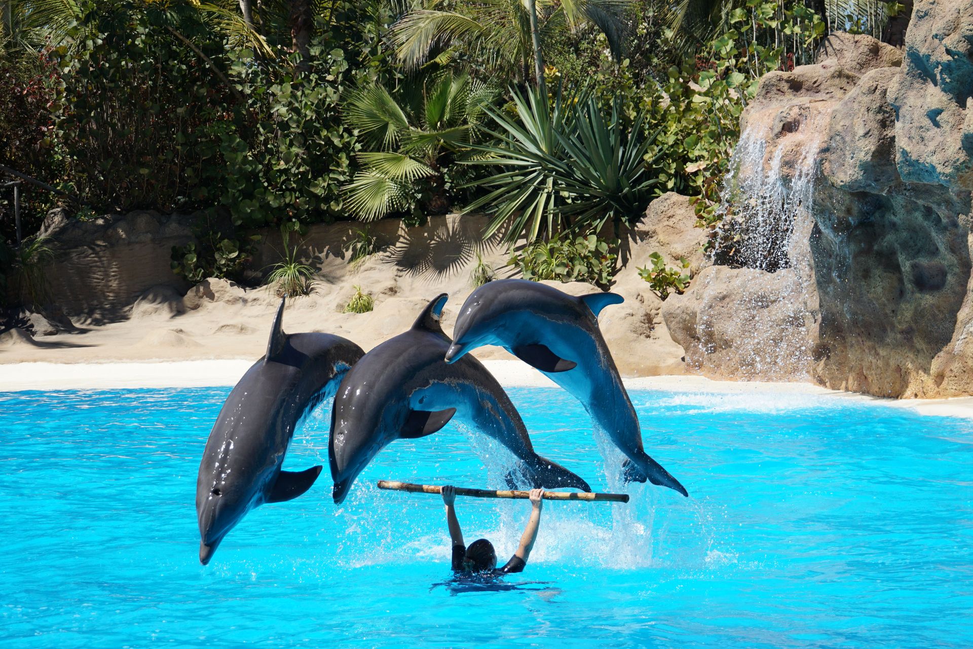 Three dolphins perform a synchronized jump in a vibrant blue pool during a show.