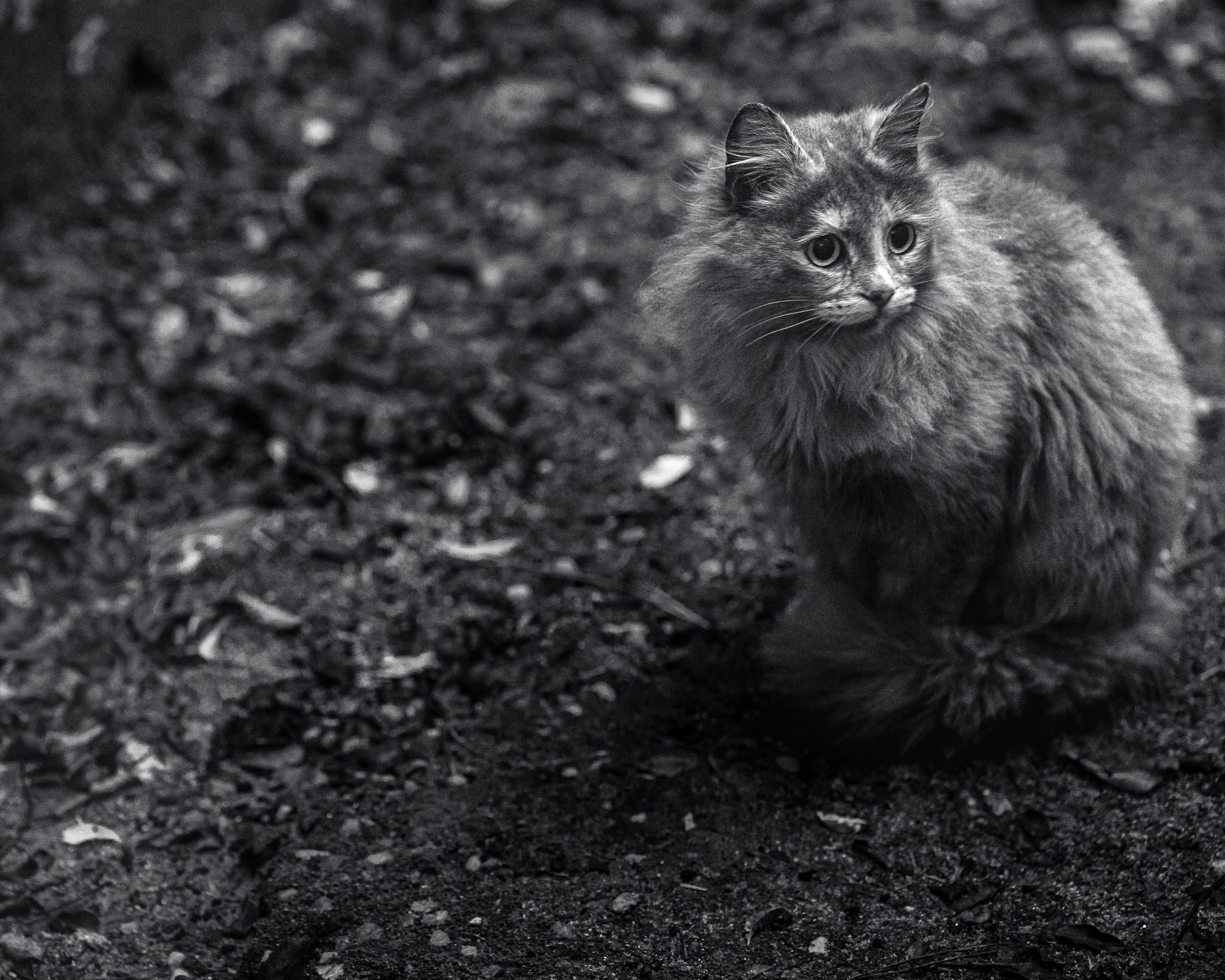 Black and White Portrait of a Fluffy Cat Outdoors · Free Stock Photo