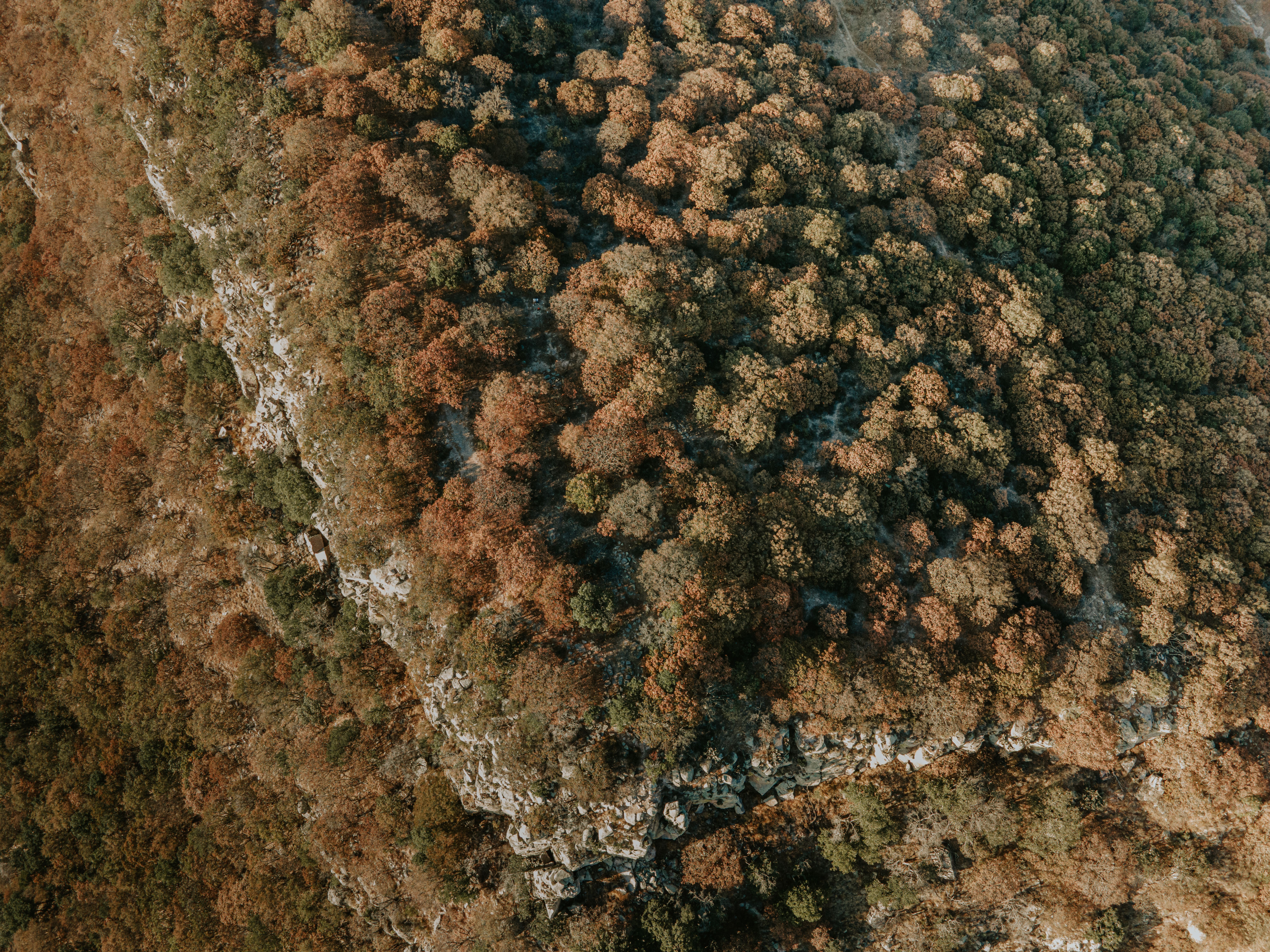 Aerial View of Autumn Forest on Rocky Mountain · Free Stock Photo