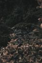 这片戏剧性的黑暗森林景观中，岩石嶙峋，植被茂密，氛围阴郁
