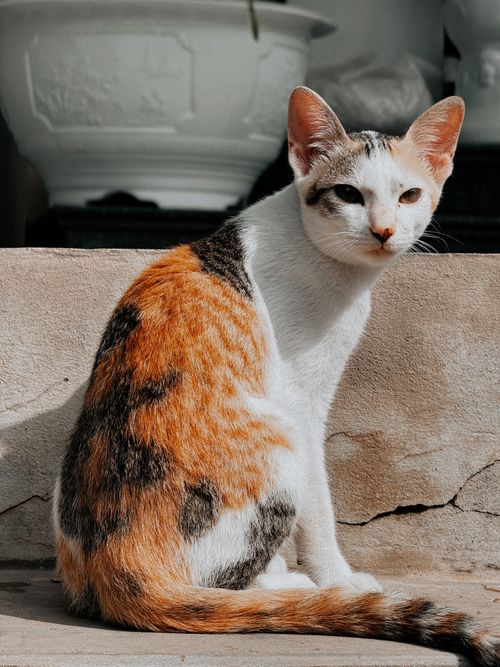 Free A calico cat enjoys the sun while sitting on a stone surface outdoors. Stock Photo