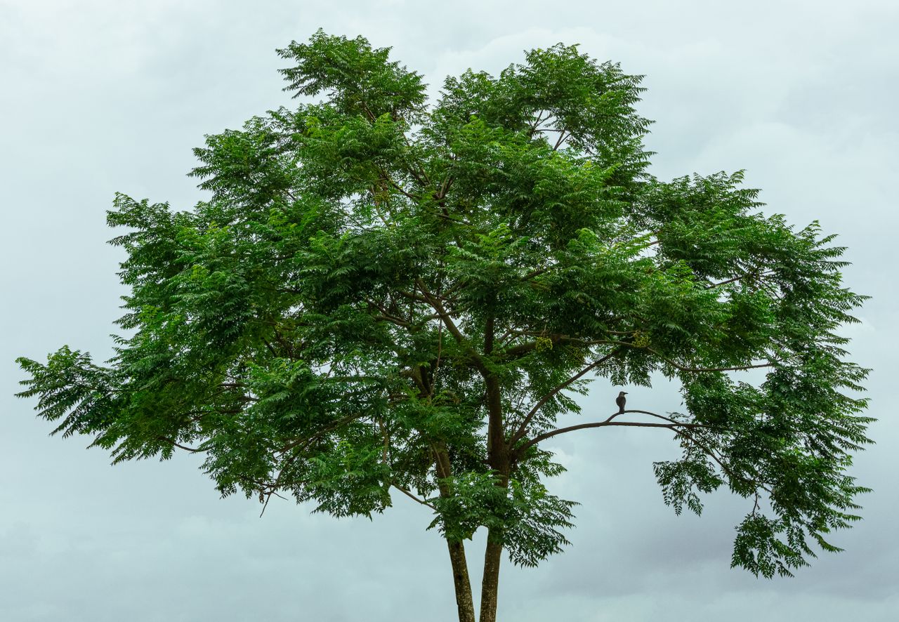 lush green tree with a perched bird against a cloudy sky in bangladesh