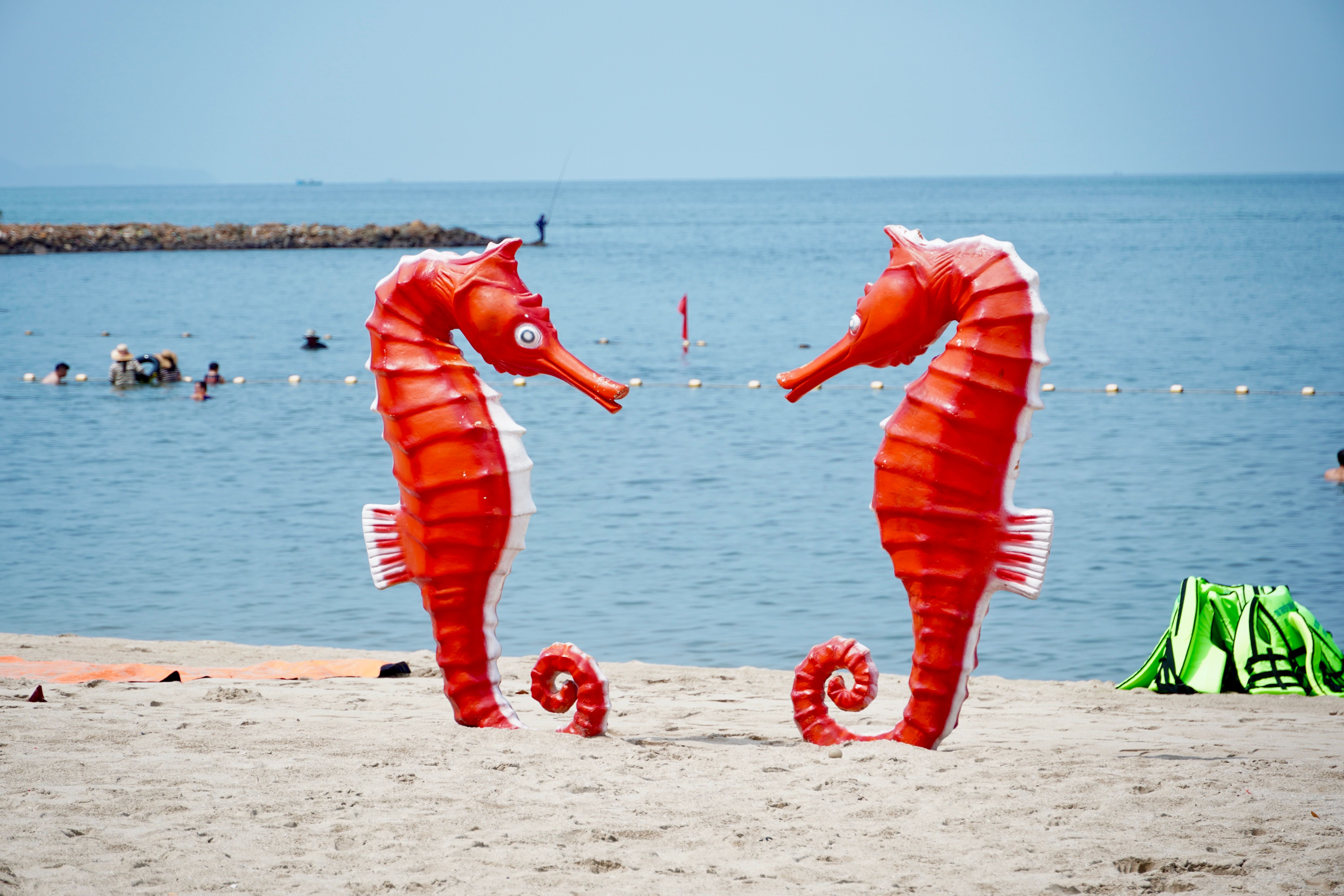 male seahorses male not