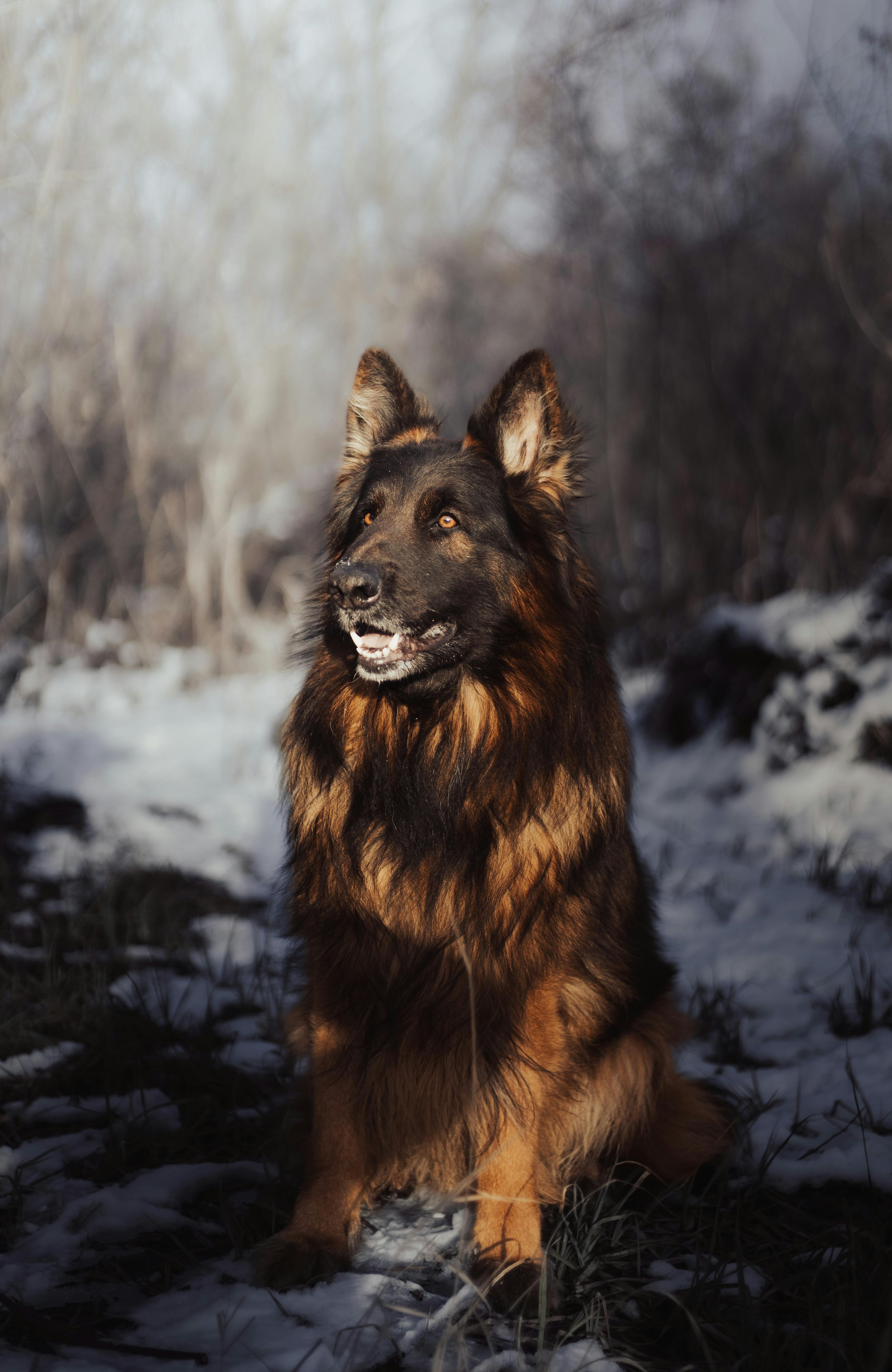 A majestic German Shepherd sitting in a snowy, winter landscape in Ukraine.