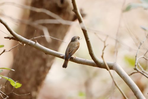 Free A small bird perched on a tree branch in a natural outdoor setting during the day. Stock Photo