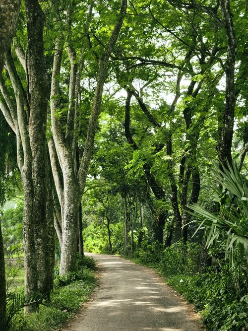 Free Lush green trees line a serene pathway in Sonapur, showcasing natural beauty. Stock Photo