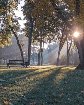 Sunrise through misty trees in a peaceful Chernihiv city park.