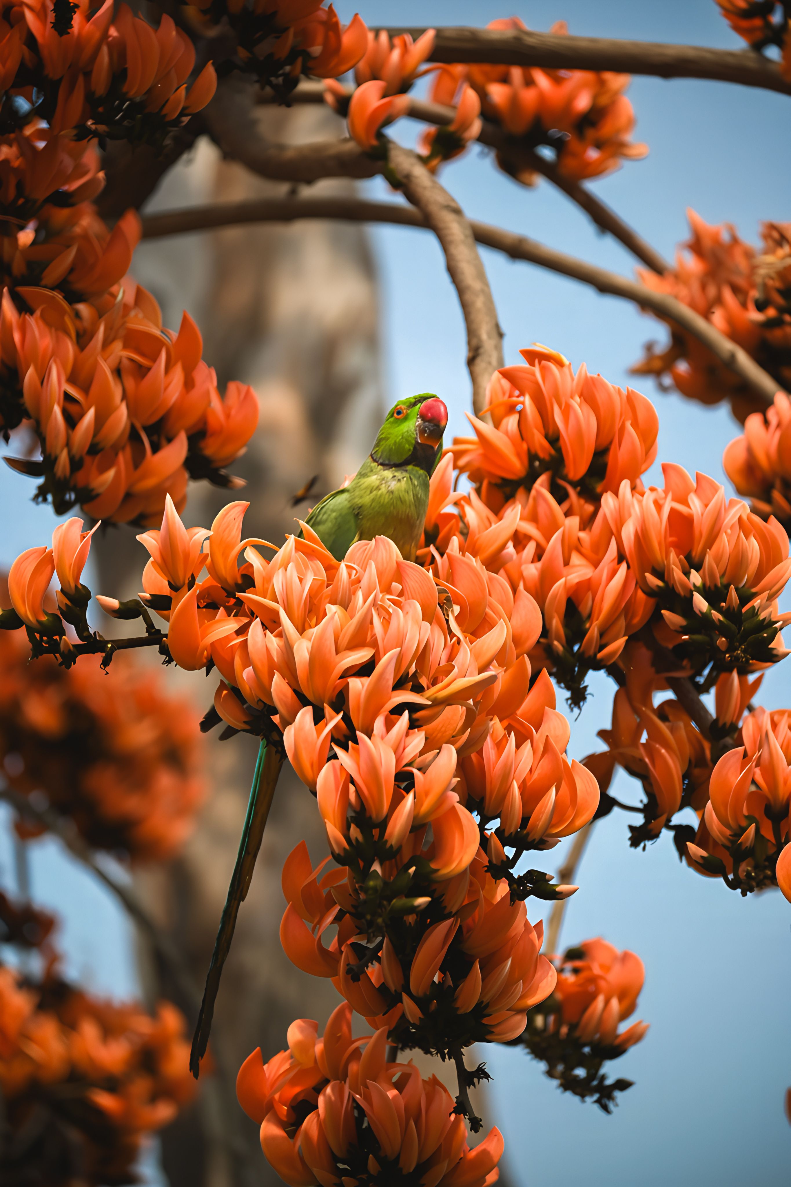 Vibrant Parrot Amongst Palash Flowers in Spring · Free Stock Photo