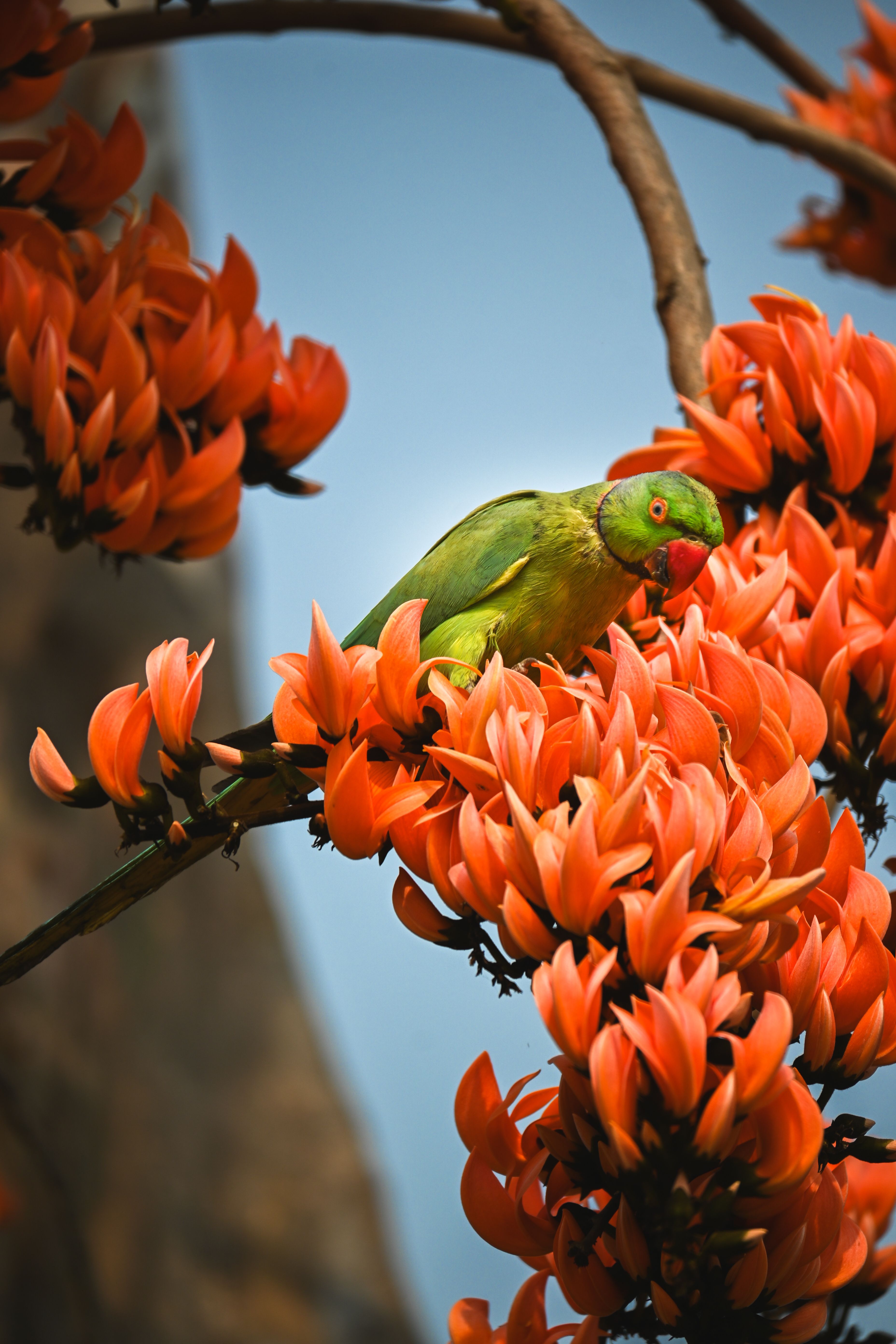 Parrot Perched on Vibrant Palash Flowers in Spring · Free Stock Photo