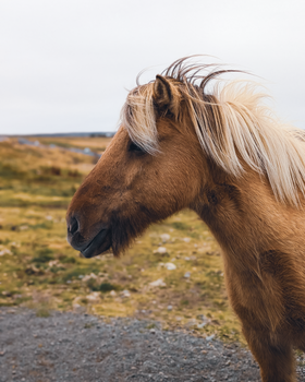 Close-up of a beautiful Icelandic horse with a lush mane in the scenic Icelandic countryside.