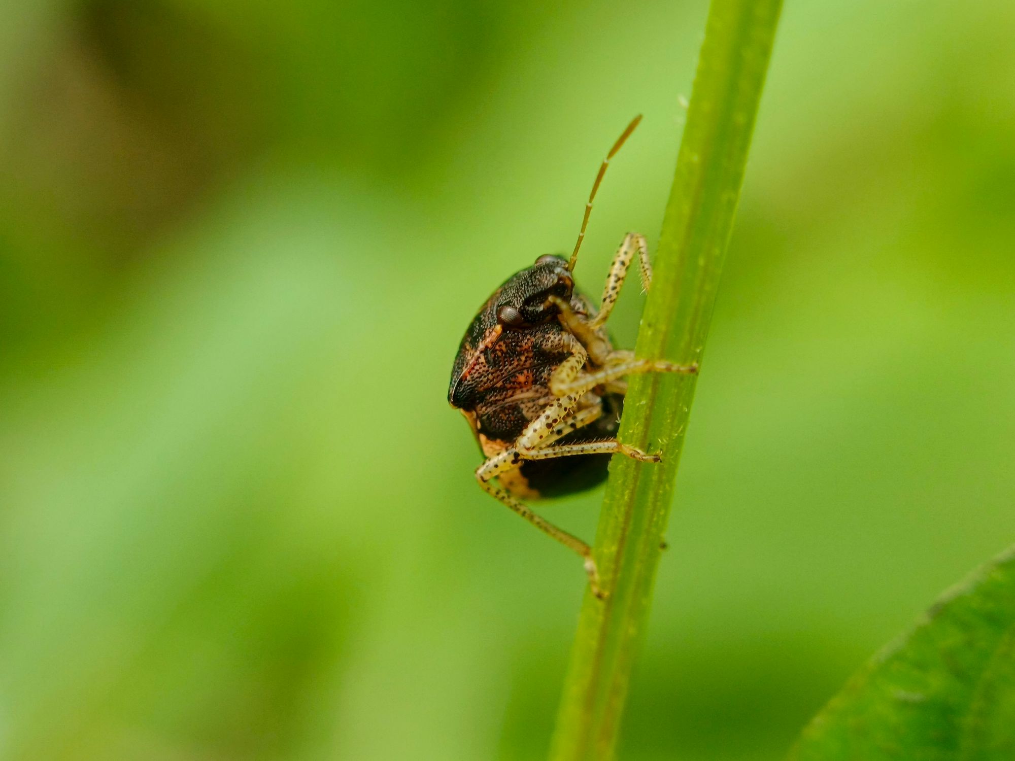Java Leaf Insects Close-up of a Sap-feeding Bug on Leaf in West Java · Free Stock Photo