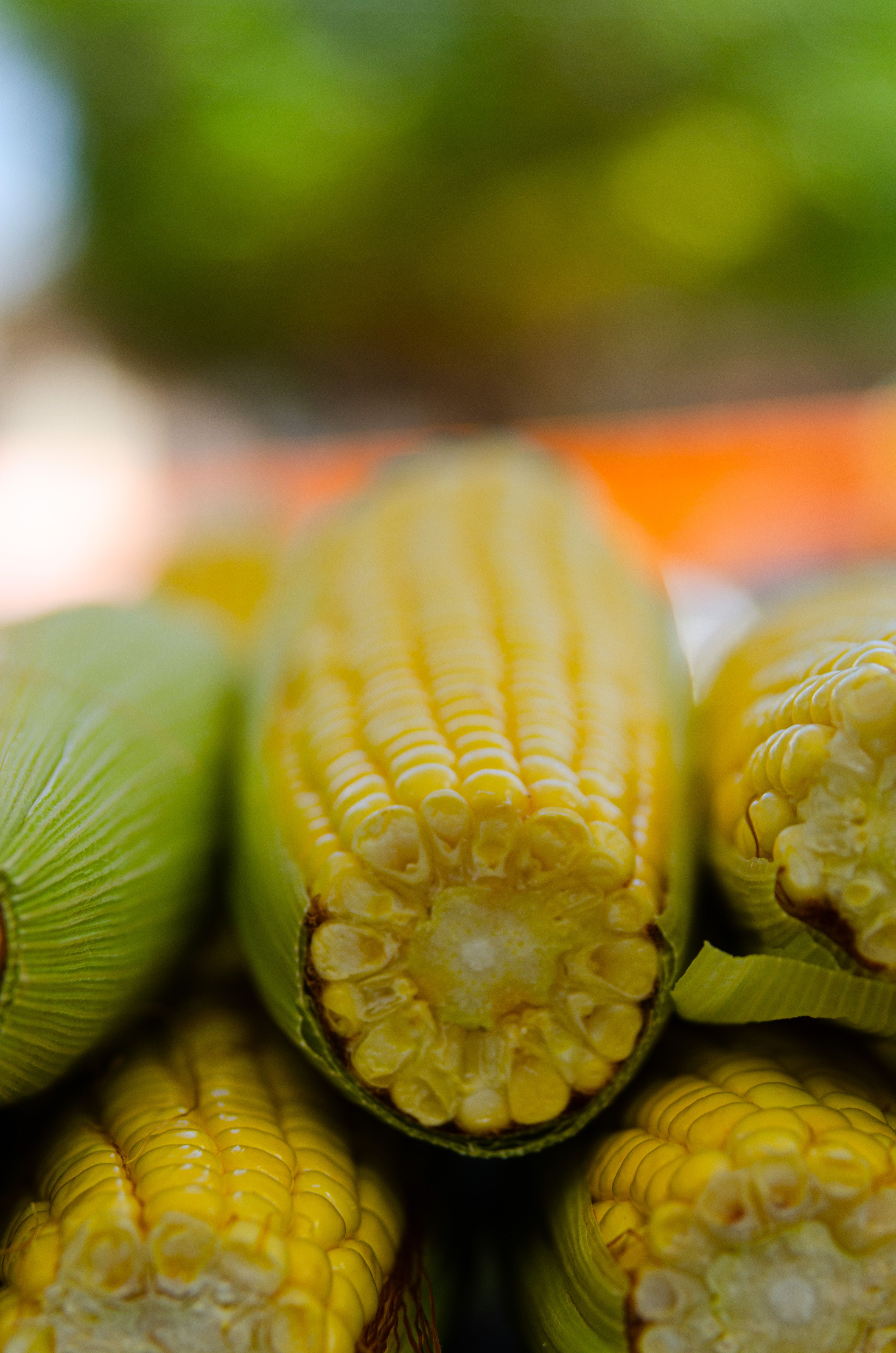 Cob Backgroundsbackground Photos, Download The BEST Free Cob ...