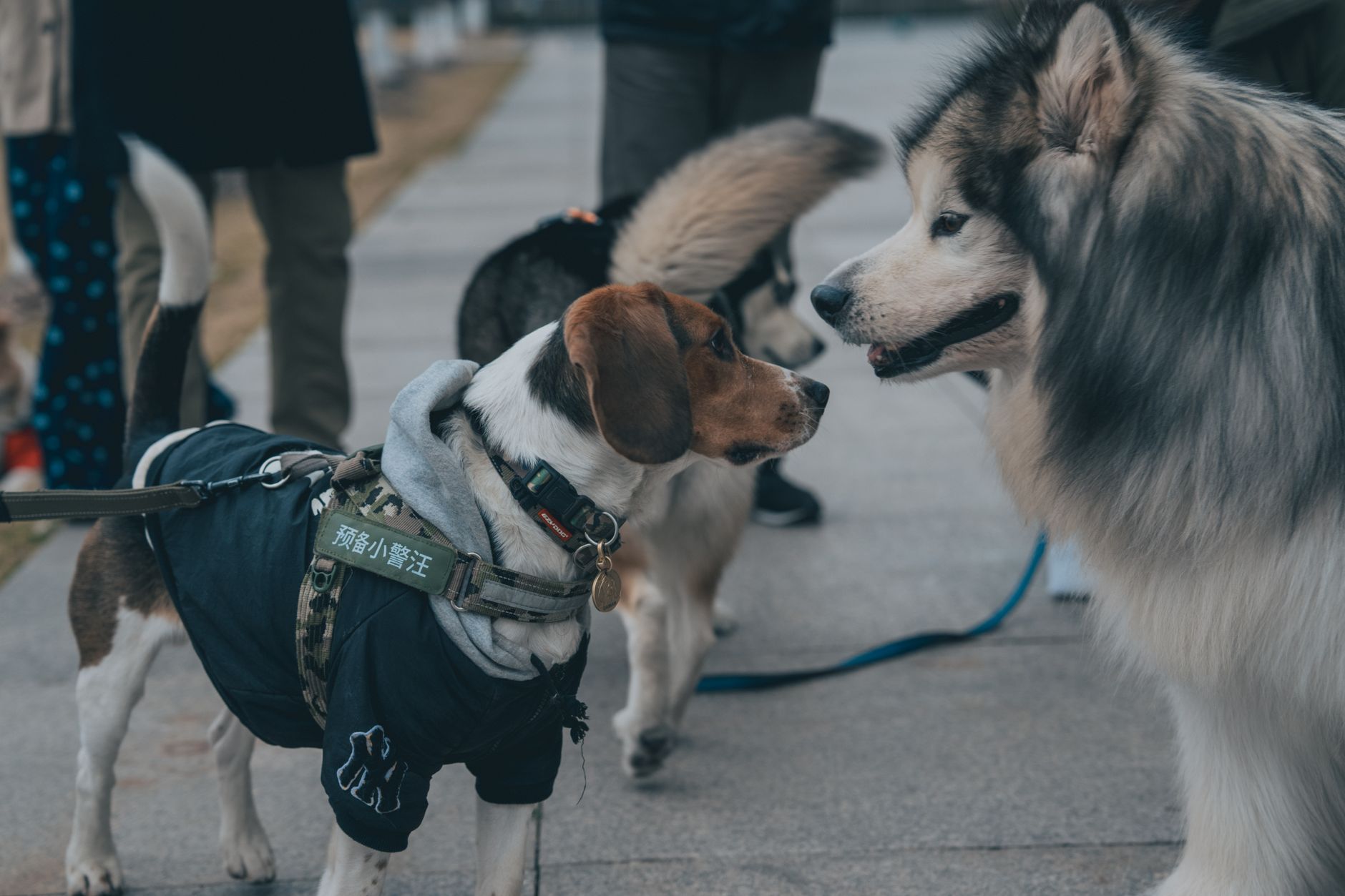 reactive dog on leash looking at owner