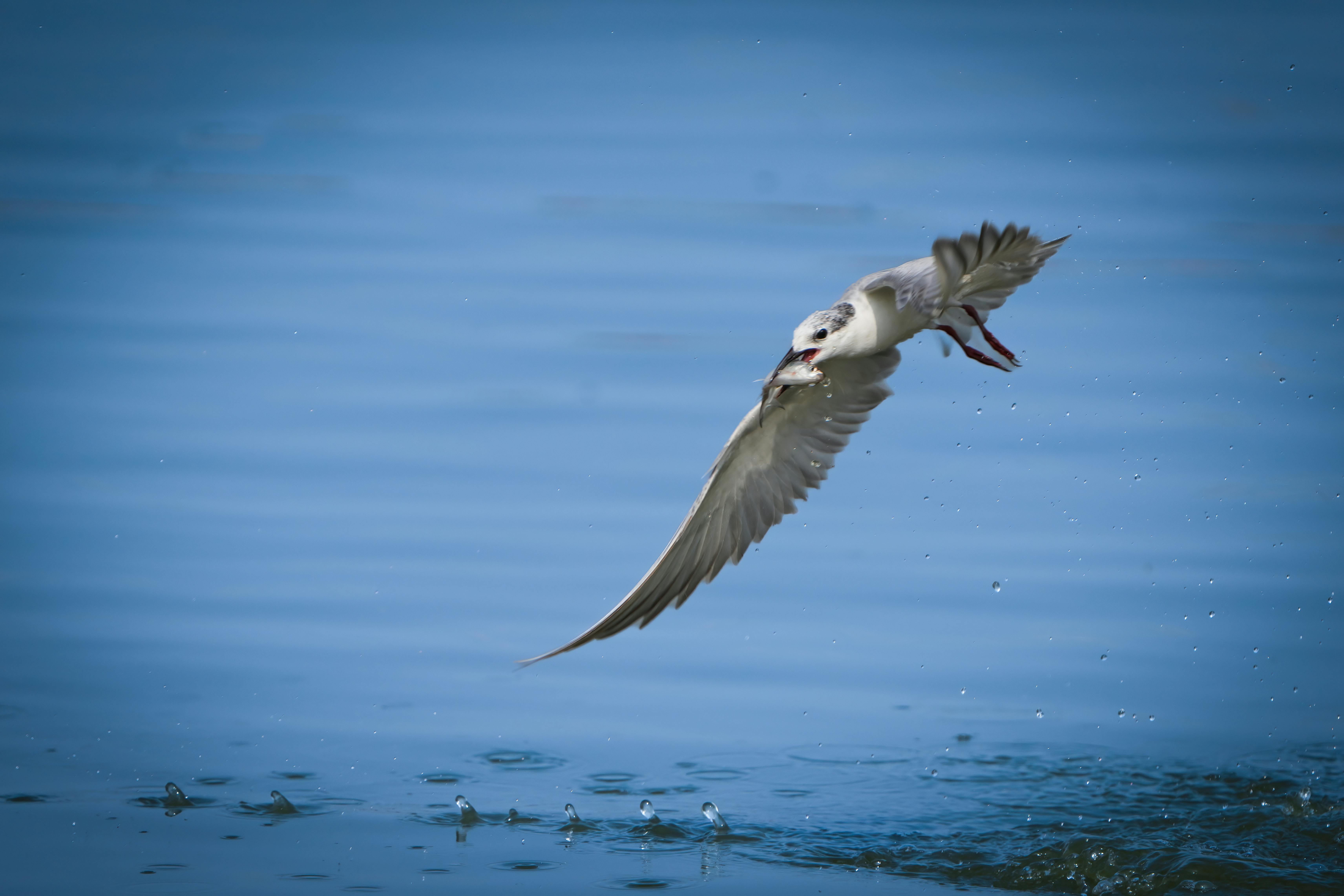 A seagull in flight capturing a fish over the ocean waters. Dramatic nature moment.