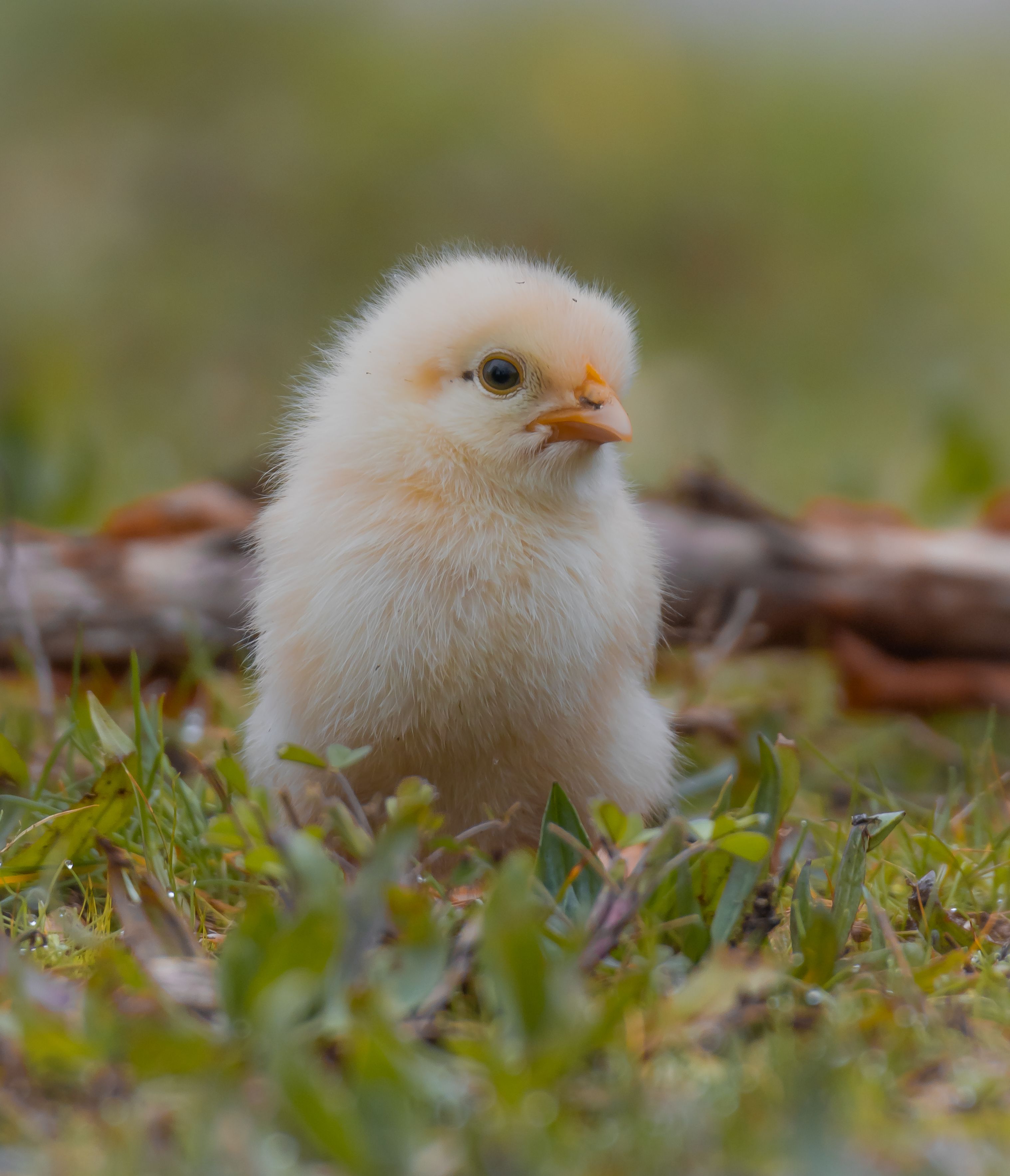 Poussins sur herbe