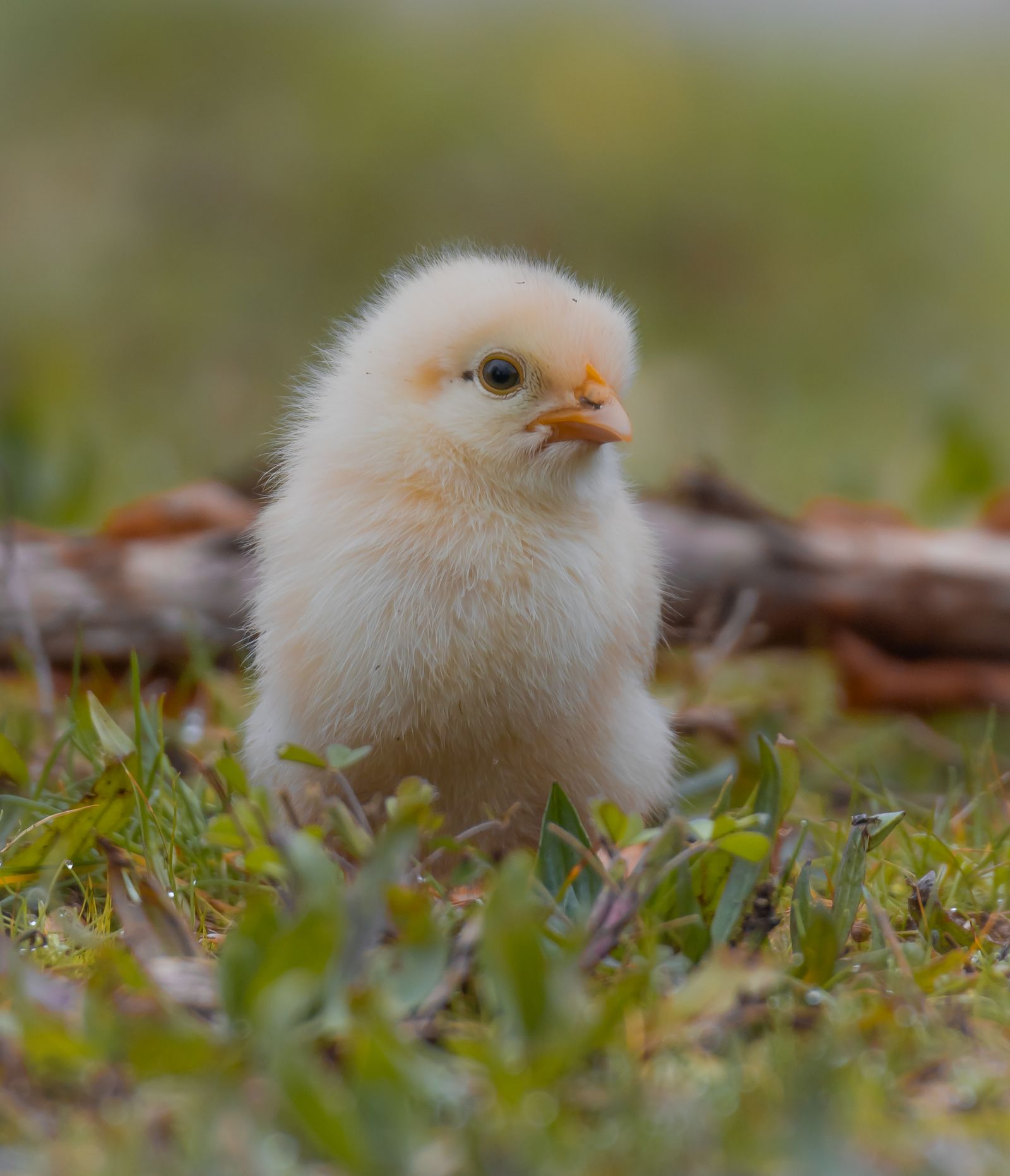 Close-Up Photo of Chick · Free Stock Photo