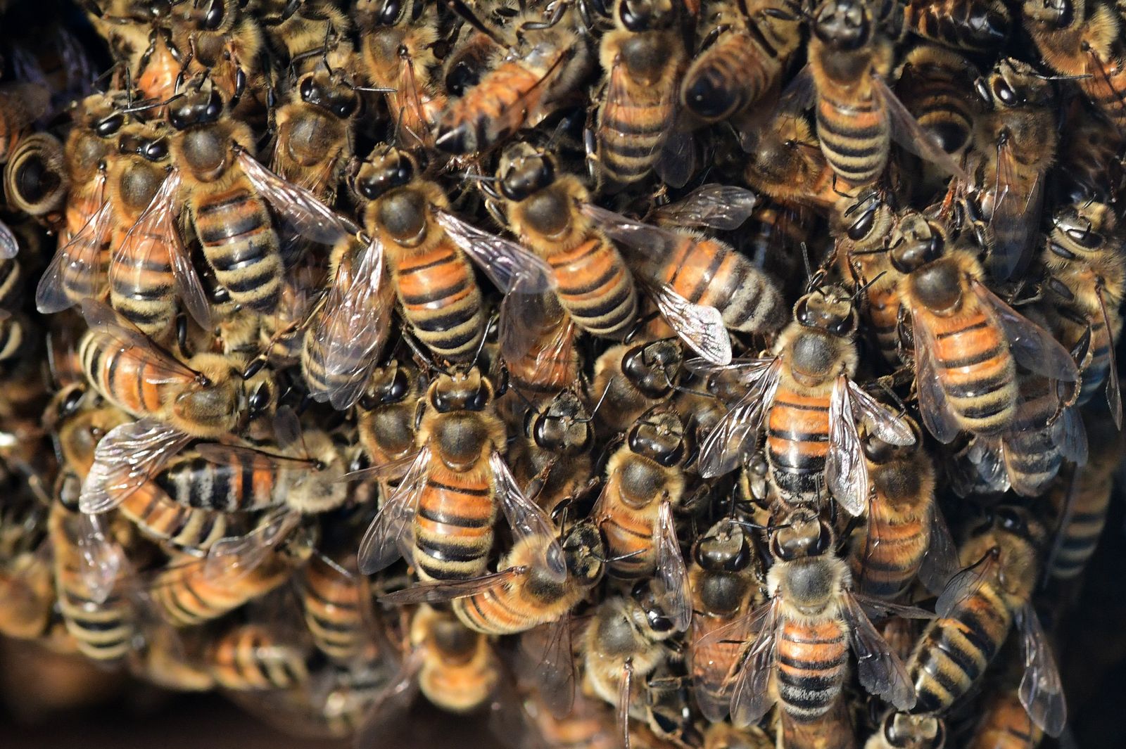 Enjambre de abejas como símbolo de presión y persecución en sueños