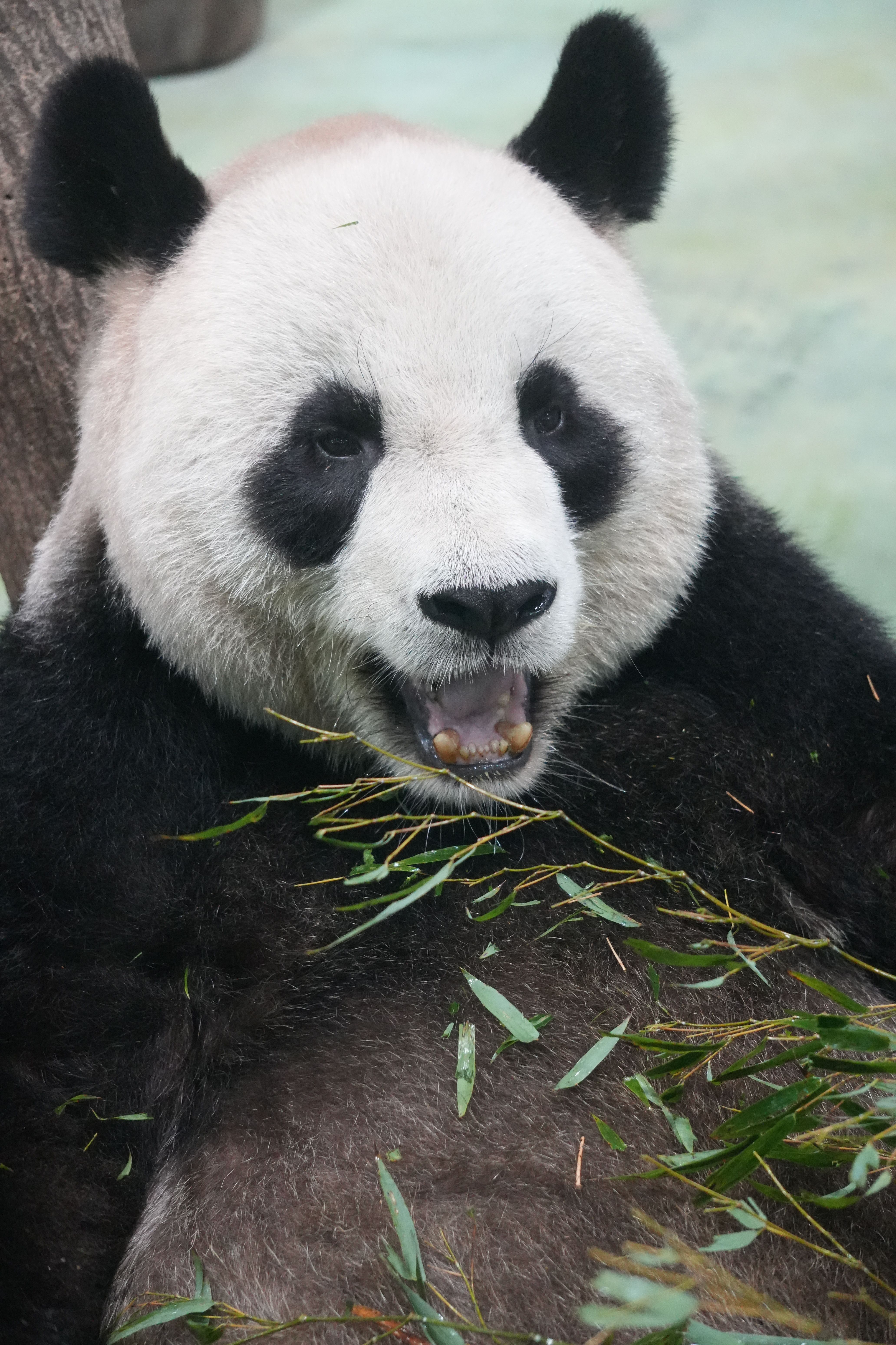 Close-up of a playful giant panda munching bamboo at Taipei Zoo, Taiwan.