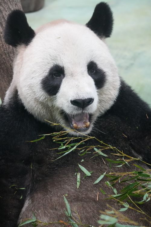 Free Close-up of a playful giant panda munching bamboo at Taipei Zoo, Taiwan. Stock Photo