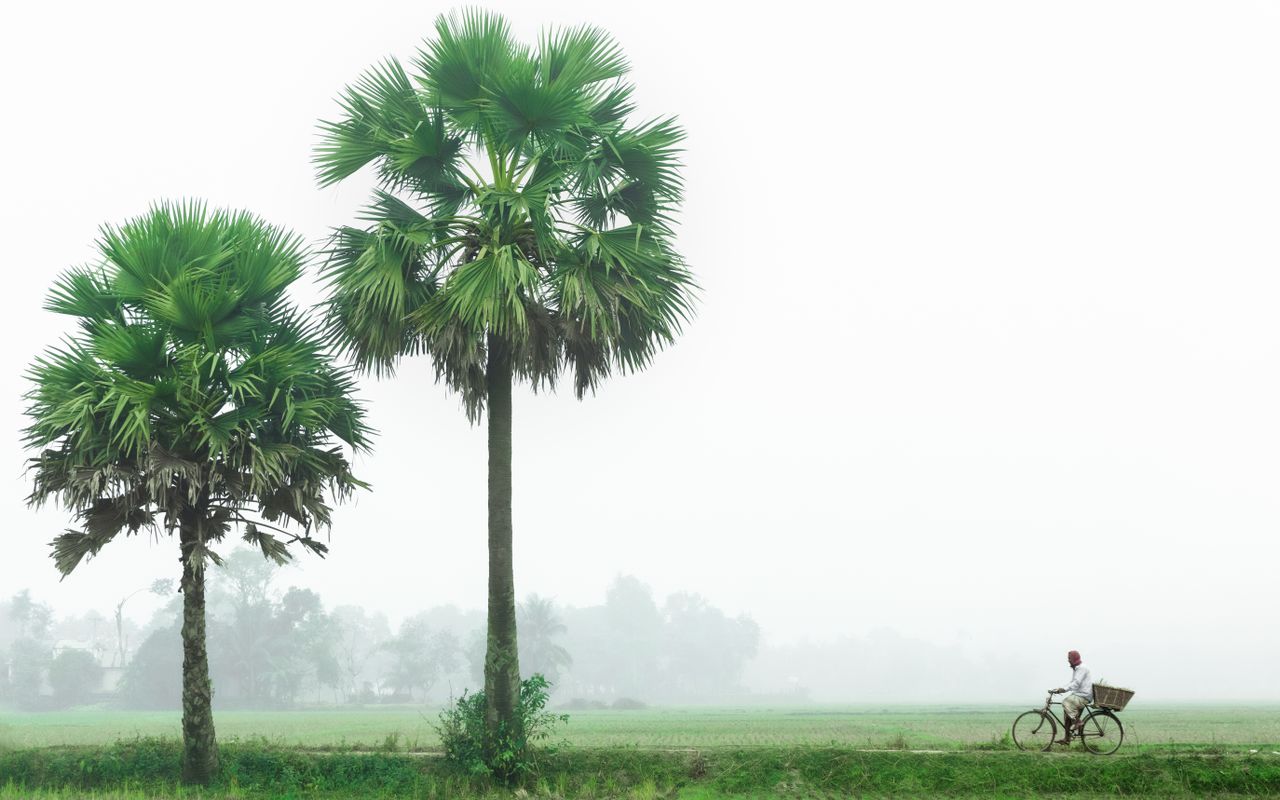a tranquil scene of palm trees and a man on a bicycle in a foggy bangl