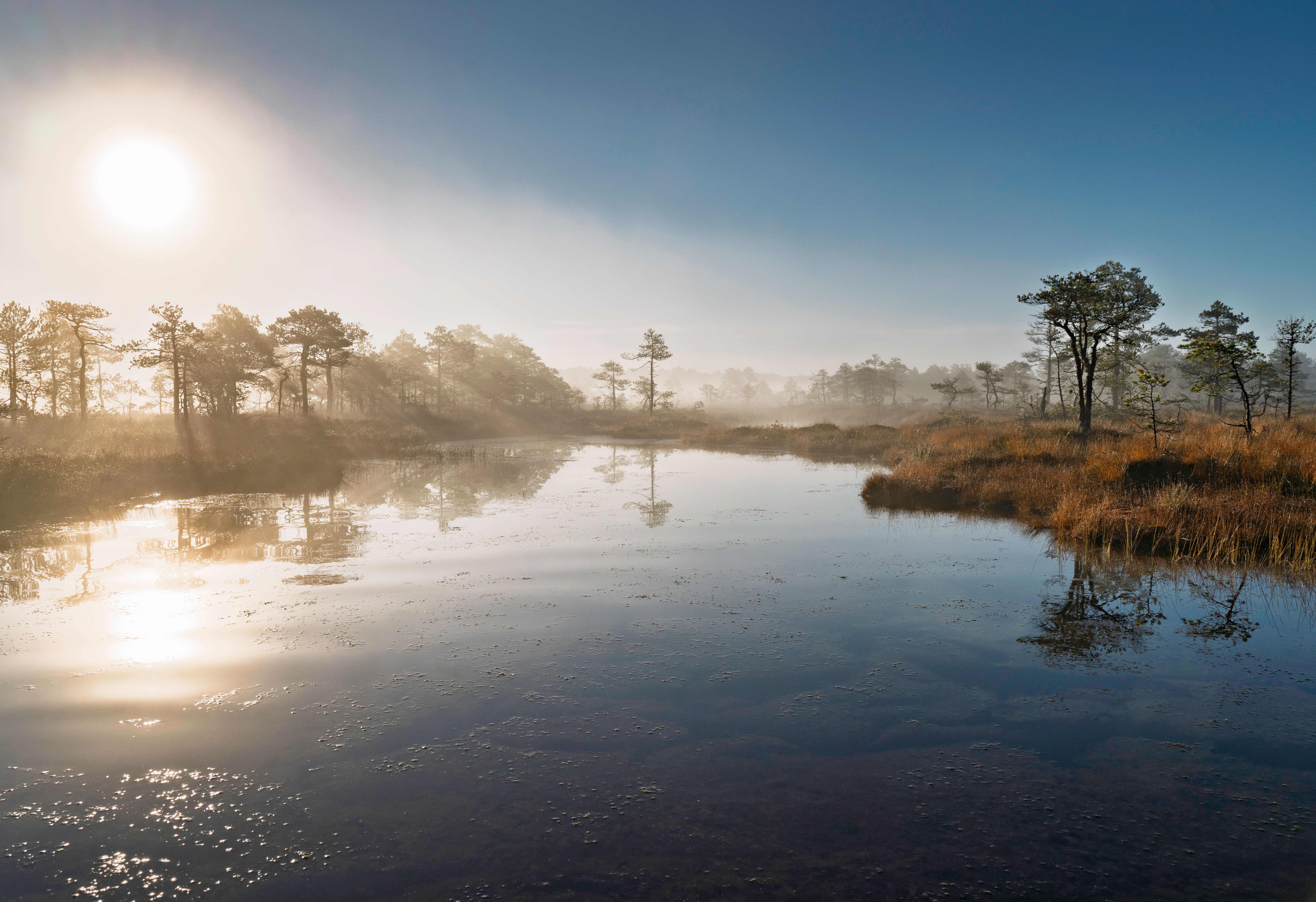 Boardwalk crossing a misty Estonian bog at sunrise