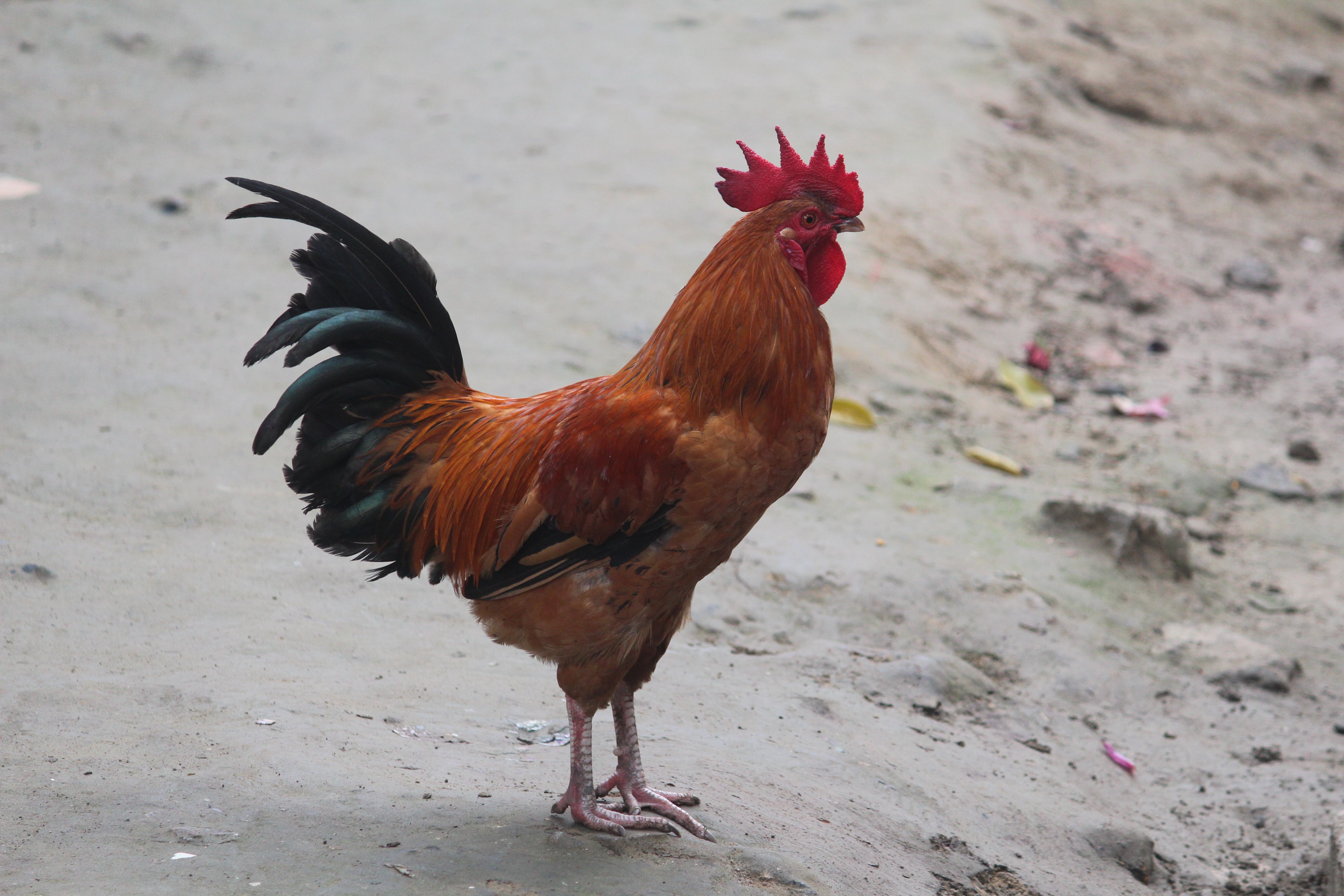 A tense rooster standing inside a traditional cockfighting ring, spectators blurred behind wooden barriers