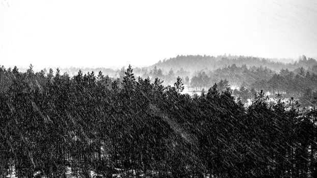 A dramatic black and white photo of a forest covered in snow with intense snowfall.