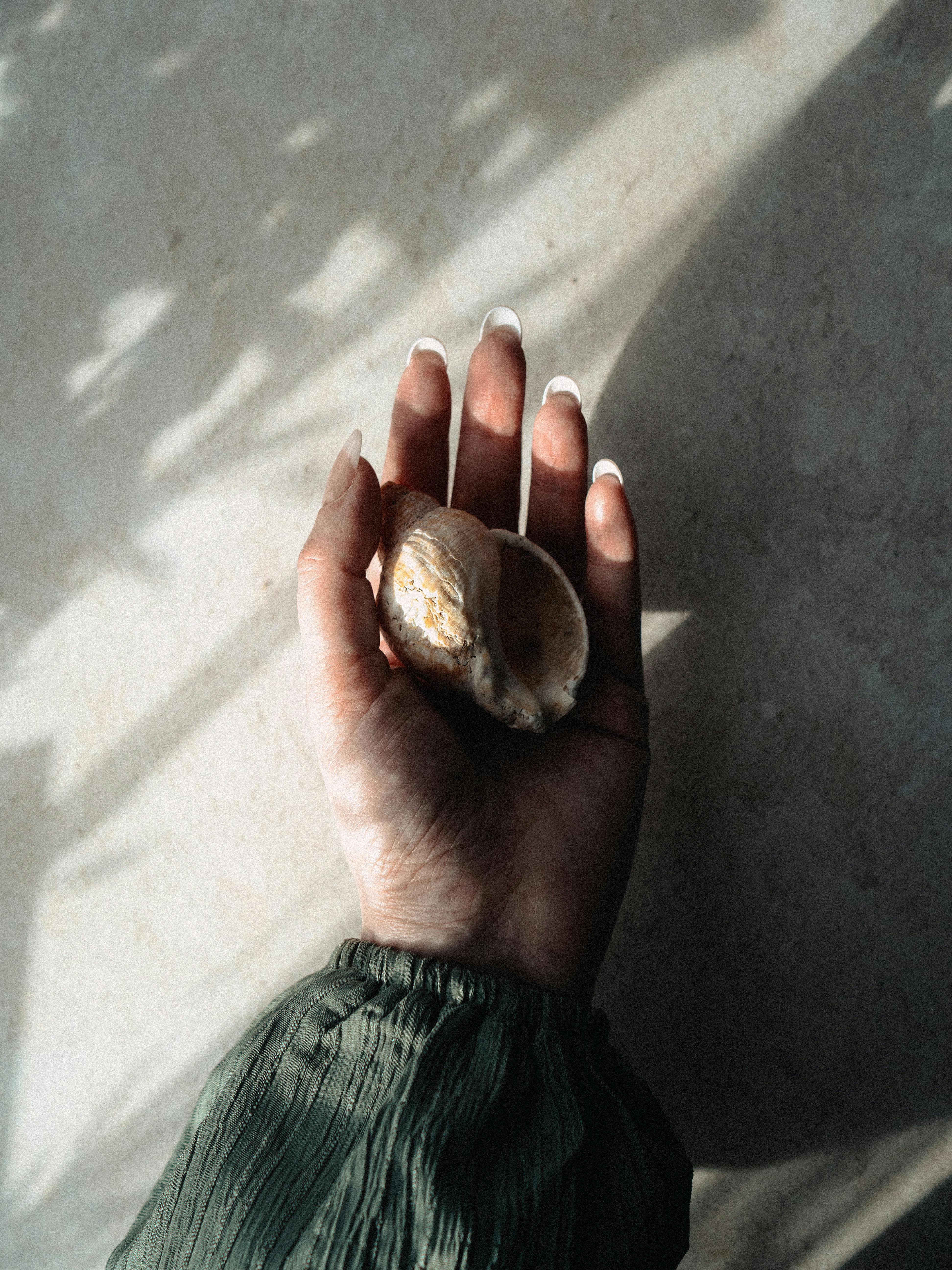Free A close-up of a hand holding a seashell, illuminated by soft natural lighting. Stock Photo