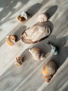 A collection of seashells displayed on a sunlit sandy surface casting soft shadows.