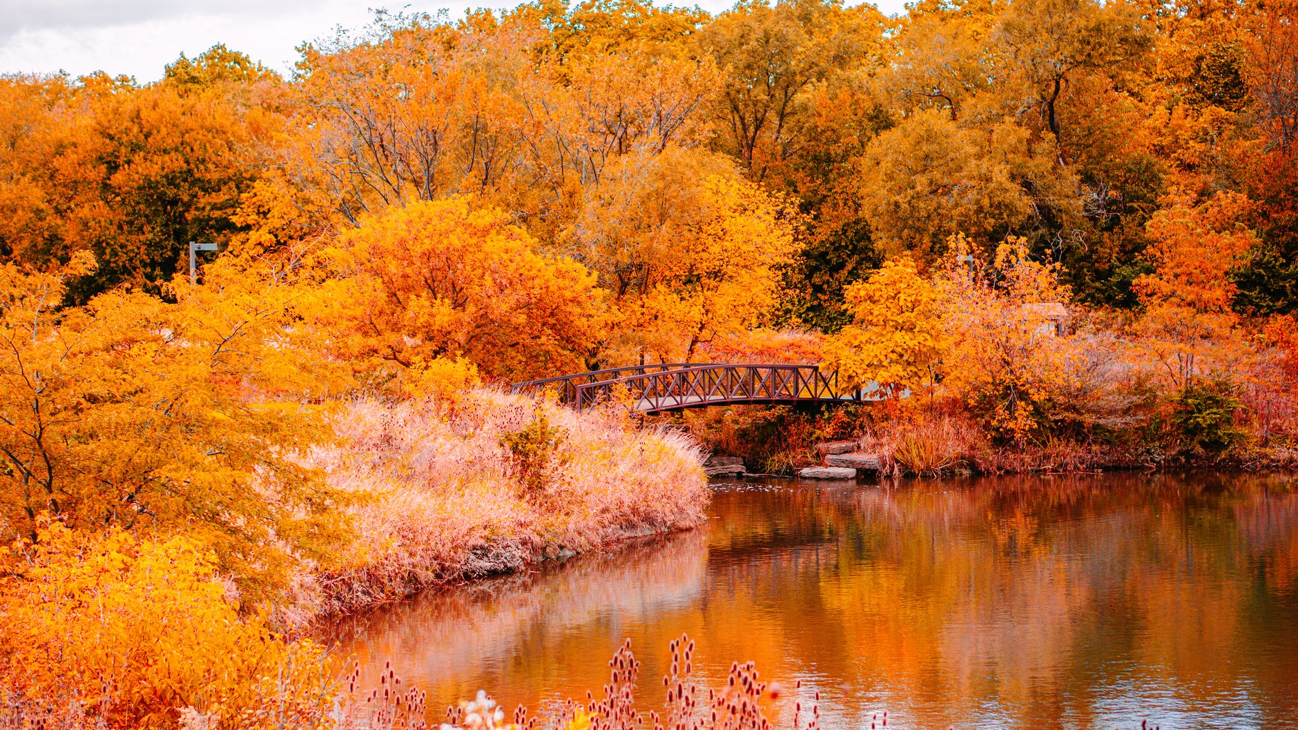 Beautiful autumn landscape featuring a bridge over a river with vibrant orange foliage in Lisle, Illinois.