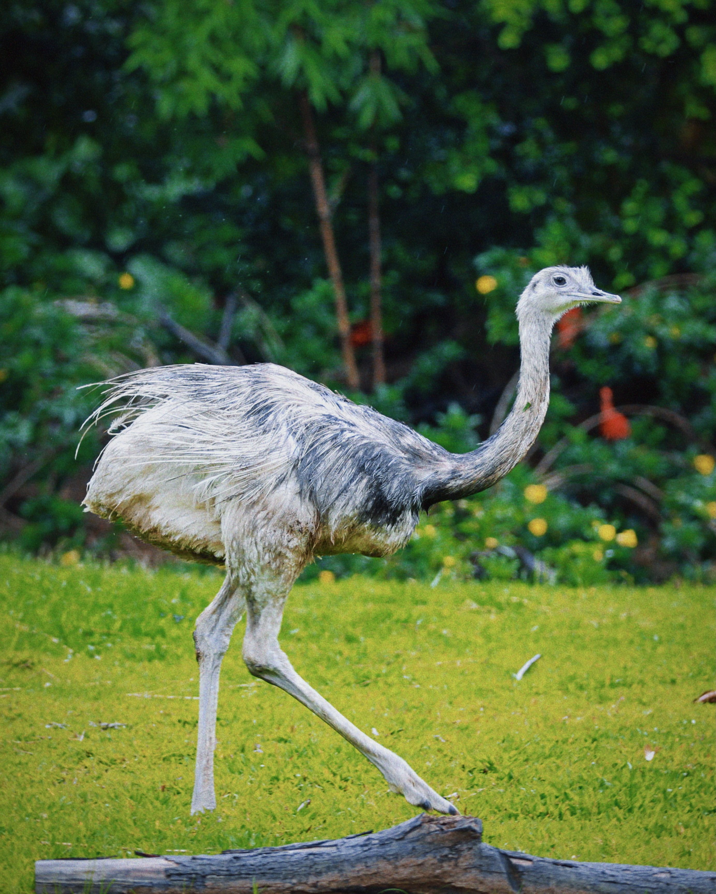 Elegant Rhea Bird Strolling in Lush Greenery · Free Stock Photo