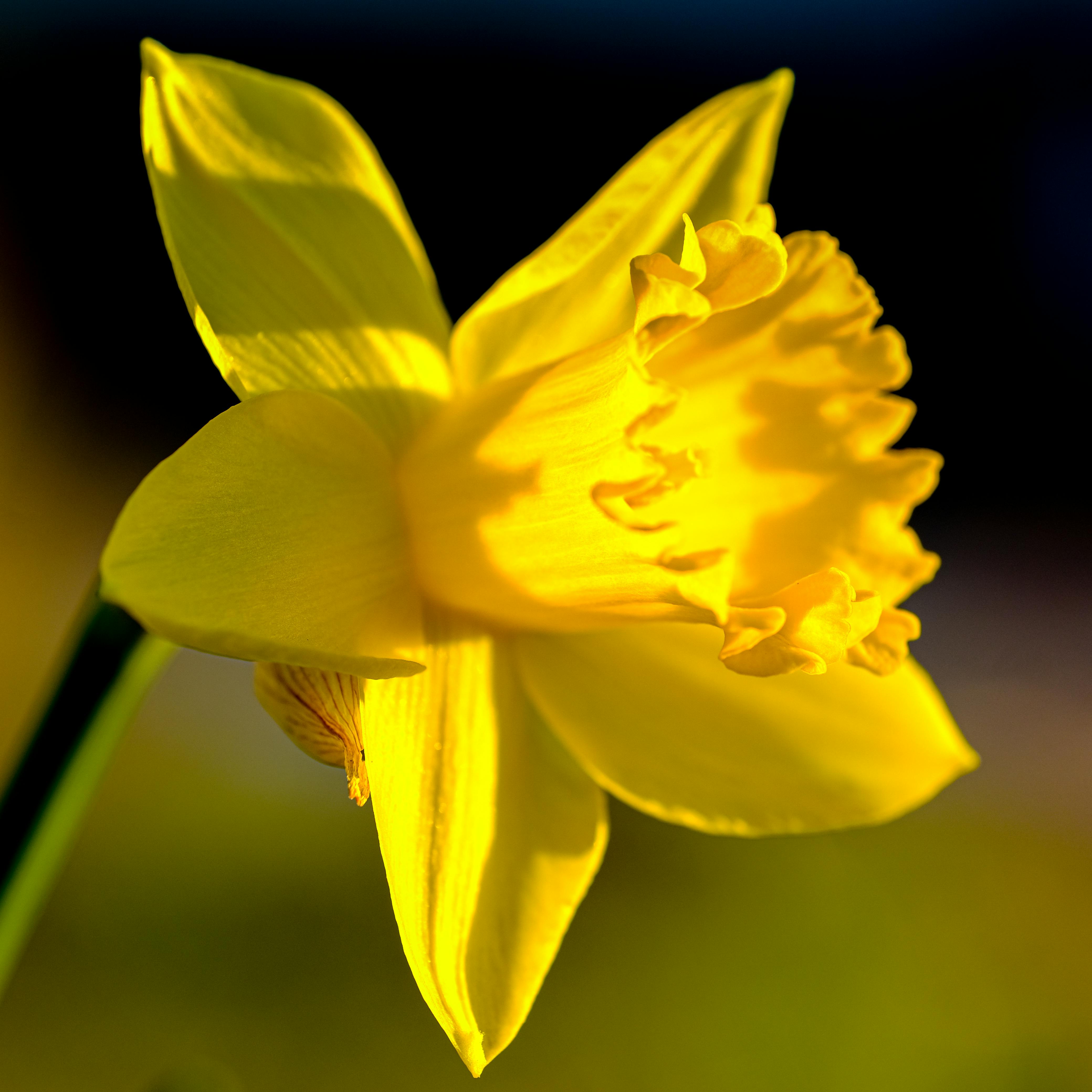 The Morning Ritual 1