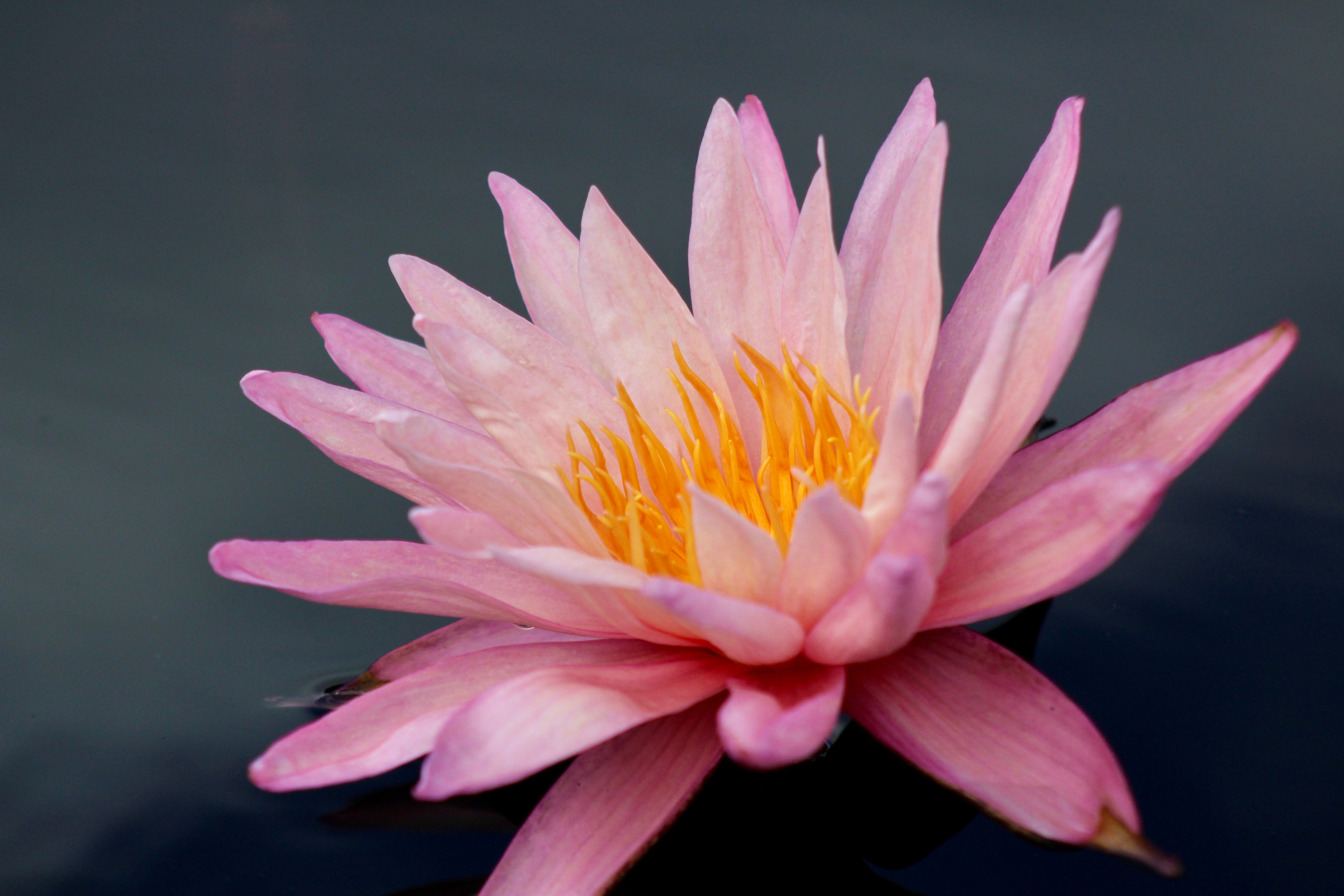 Vibrant Pink Water Lily in Bloom on Calm Water · Free Stock Photo