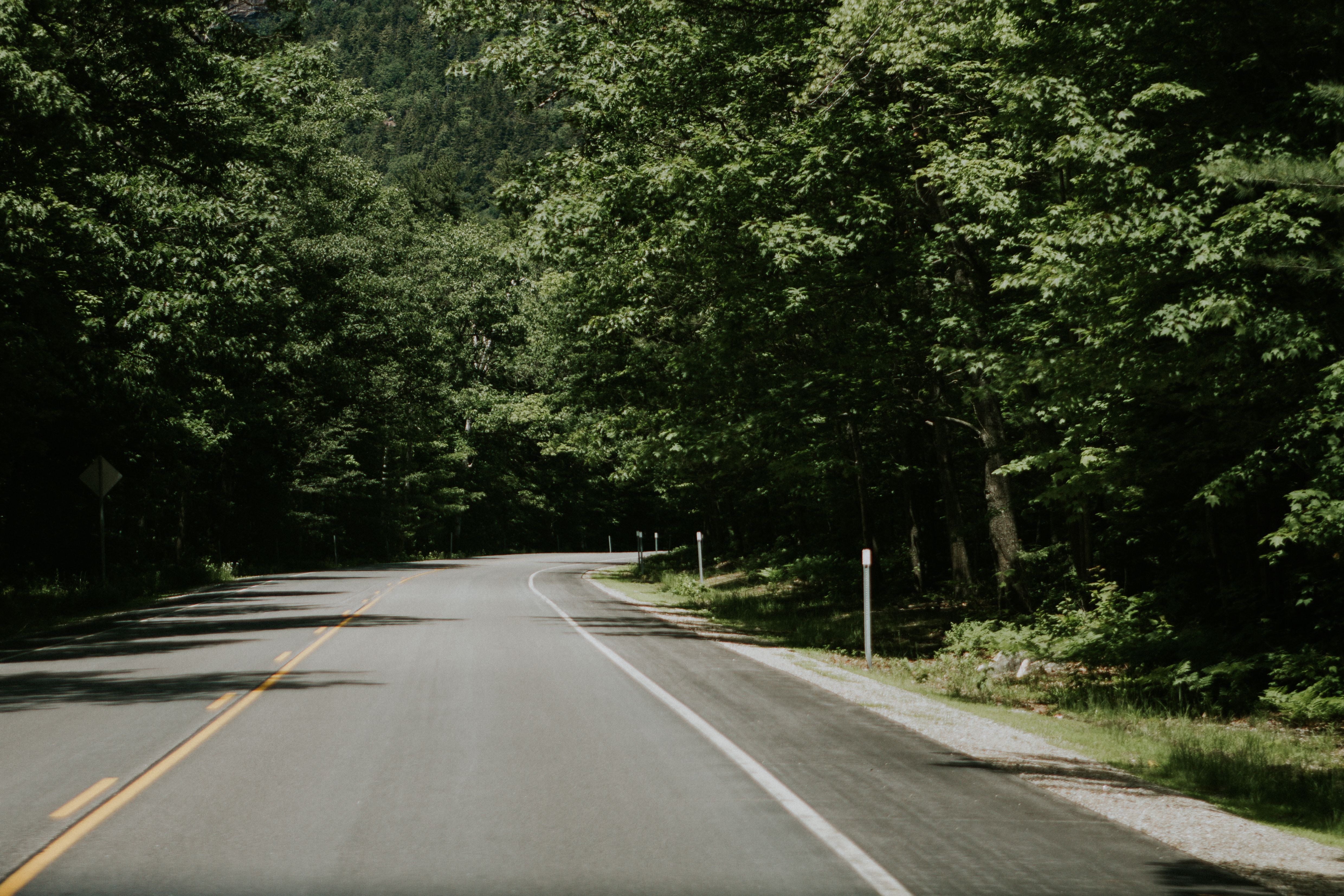 Tranquil forest road surrounded by lush green trees under a clear summer sky.