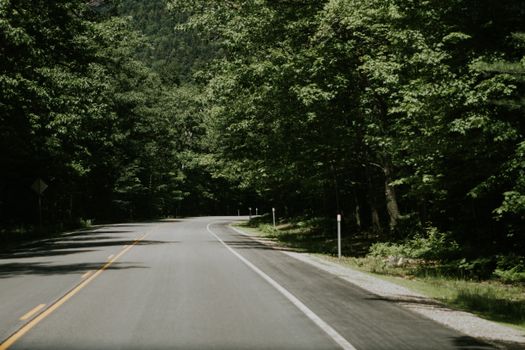 Tranquil forest road surrounded by lush green trees under a clear summer sky.