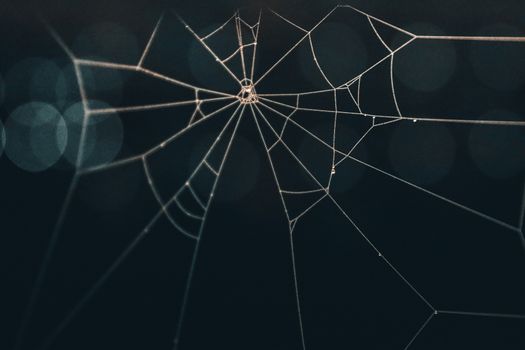 Detailed close-up of a spider web with dewdrops against a dark bokeh background.