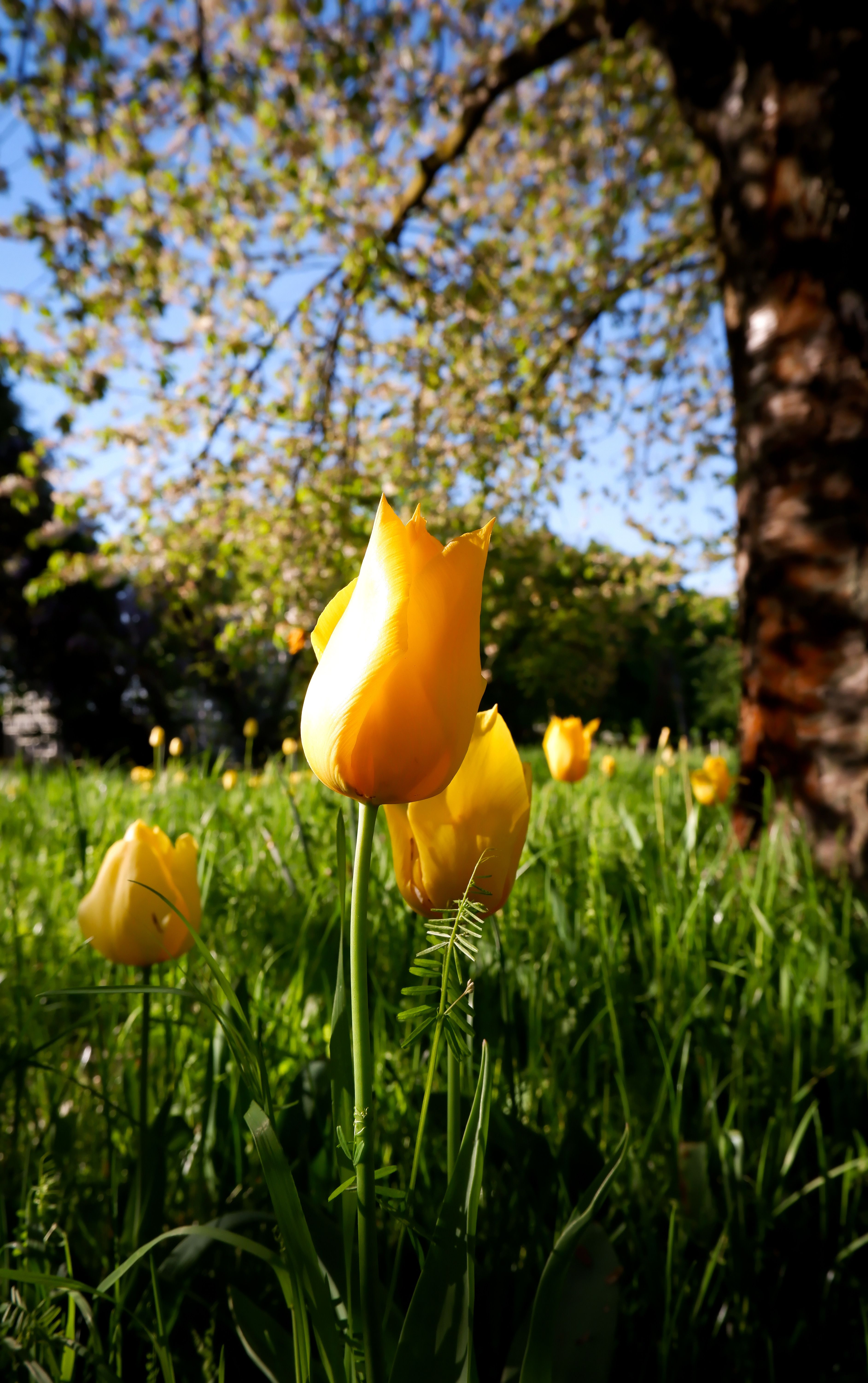 Yellow Tulips Blooming in Berlin Garden · Free Stock Photo