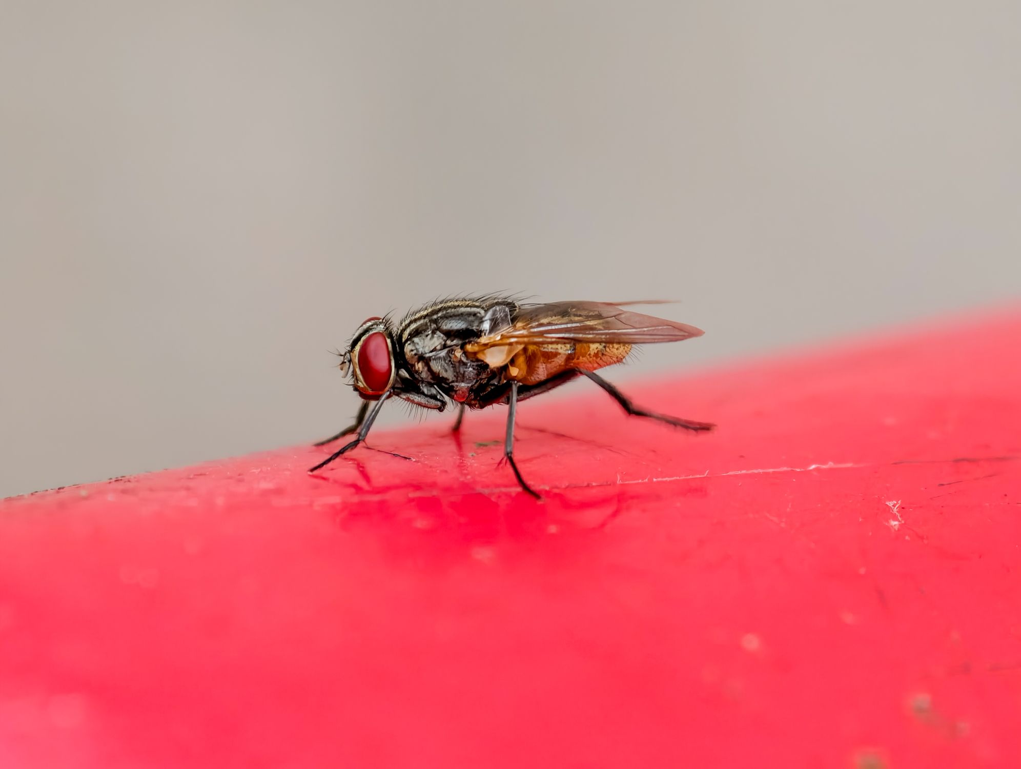 Red Fly Insect Close-up of housefly on red surface · Free Stock Photo