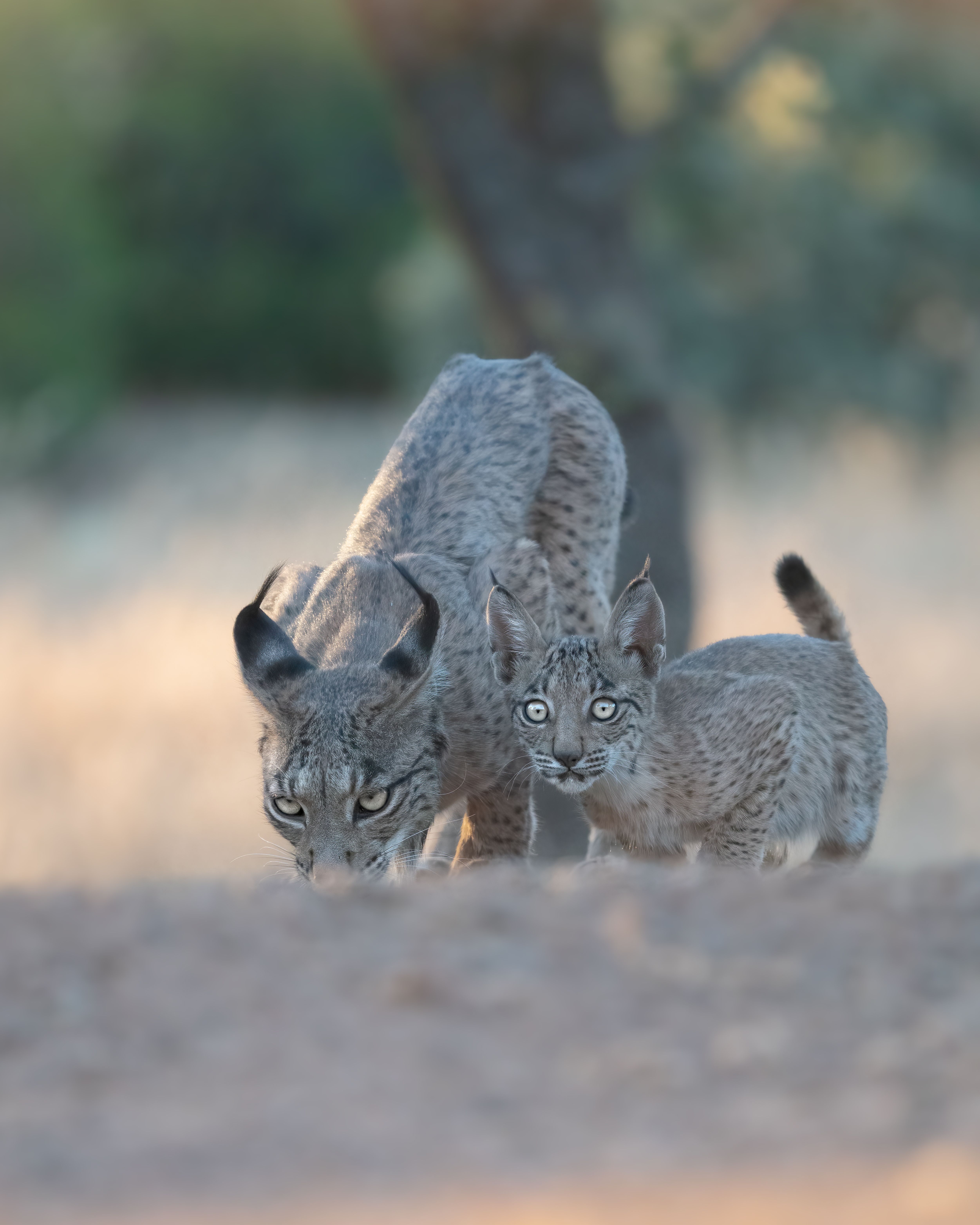 A captivating image of an Iberian lynx and cub roaming in their natural environment in Spain.