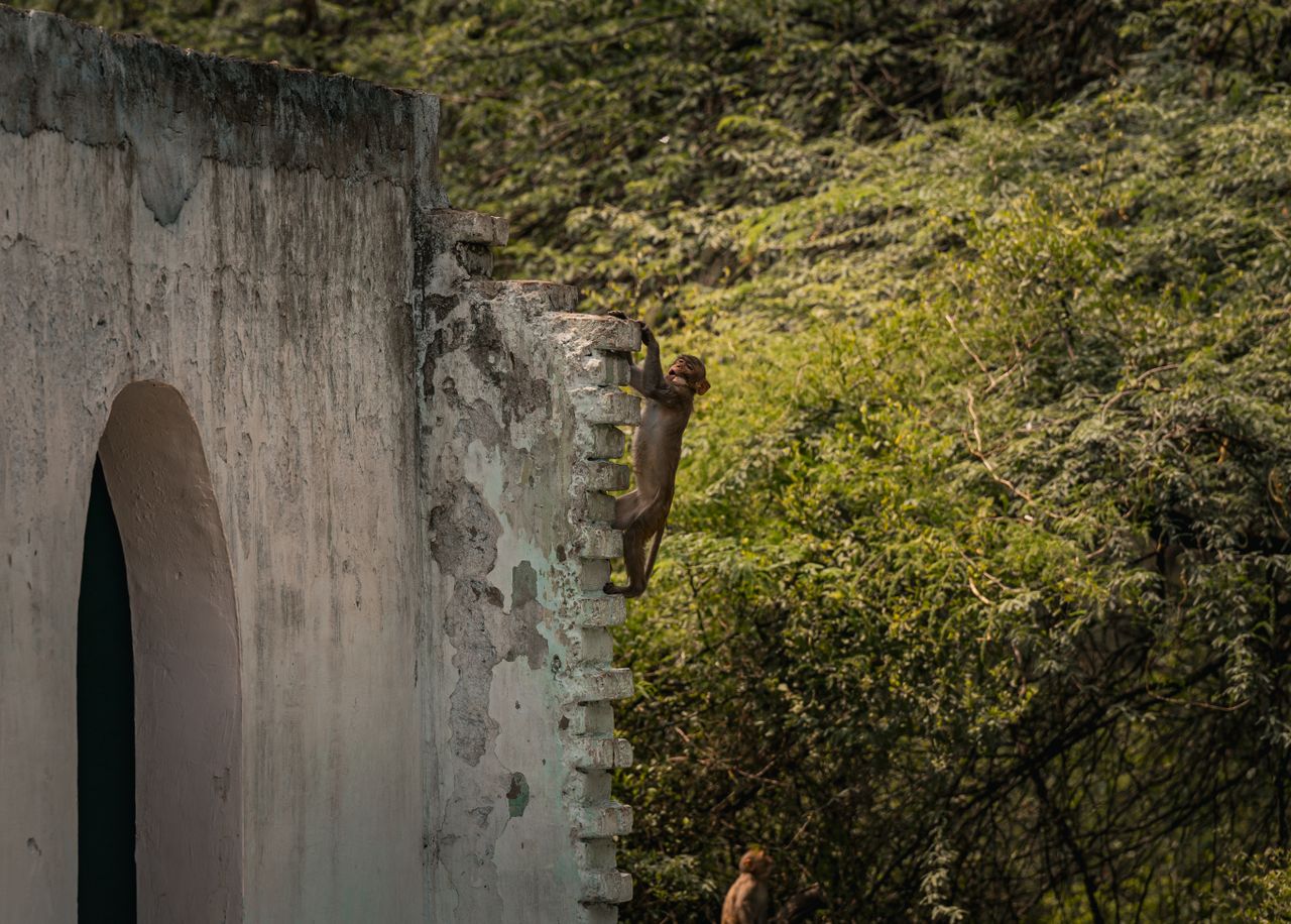 a monkey skillfully climbs a weathered wall amidst lush greenery in in