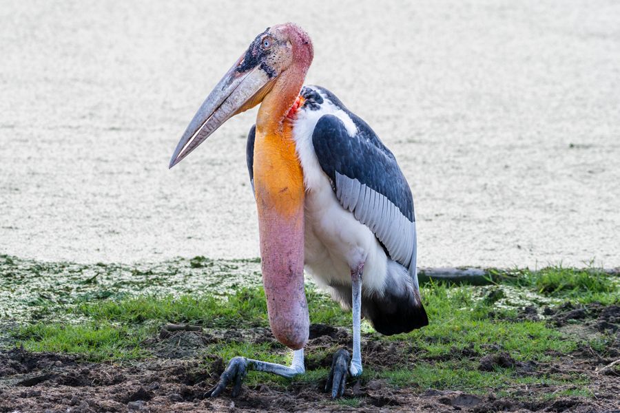 Photo of Gudavi Bird Sanctuary, a tourist destination 45 km from Shivamogga, Karnataka